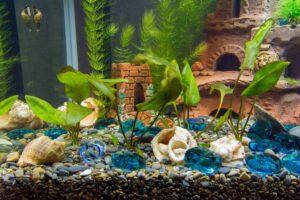 freshwater aquarium snails