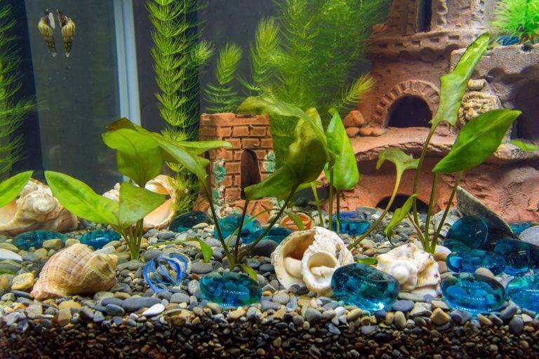 freshwater aquarium snails