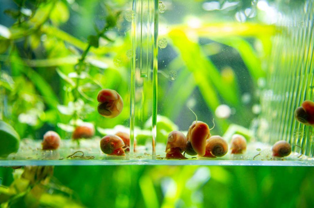 how to control pest snails in a fish tank