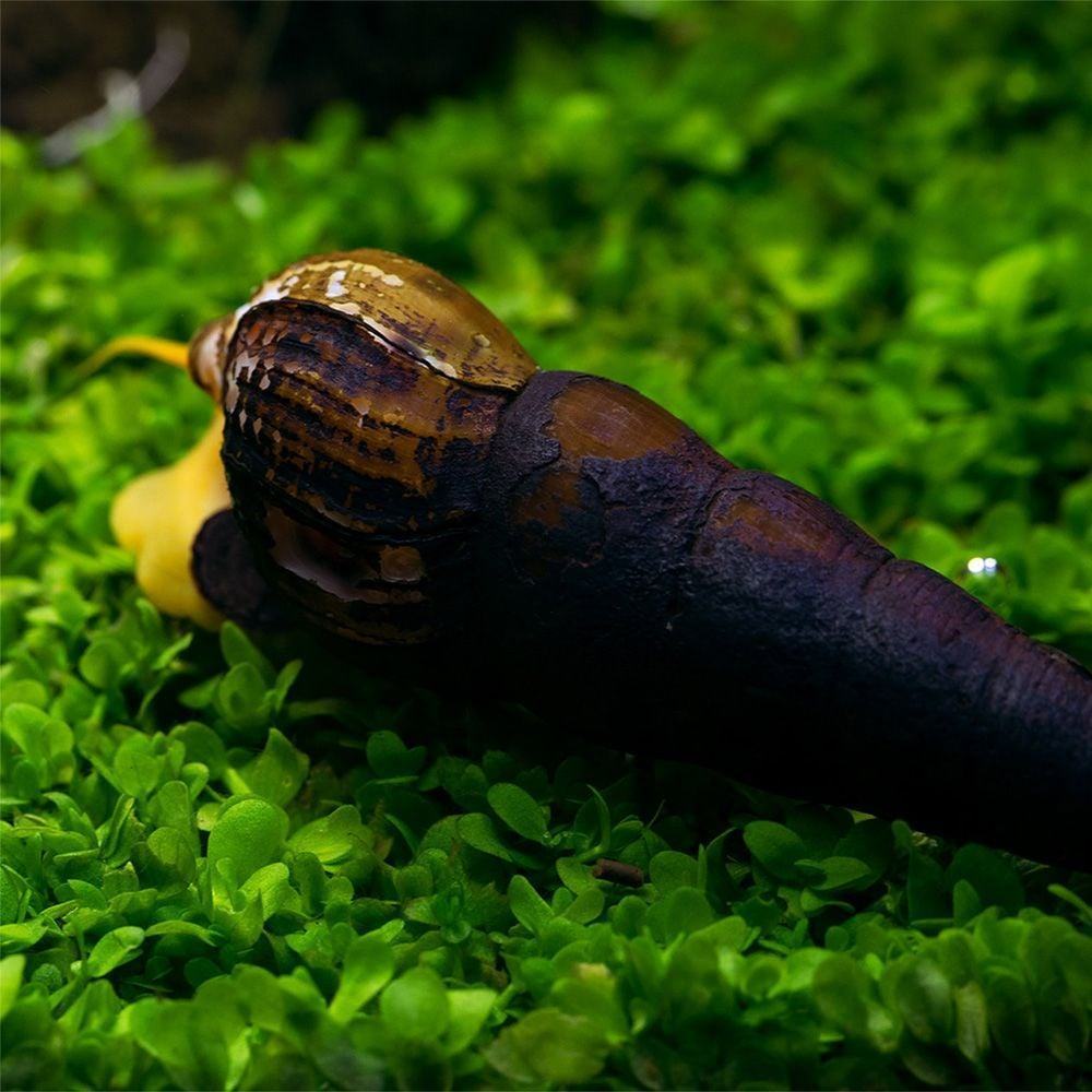 sulawesi snail 2