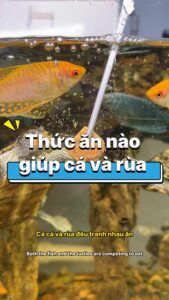 thuc an nao giup ca va rua 2 Cover