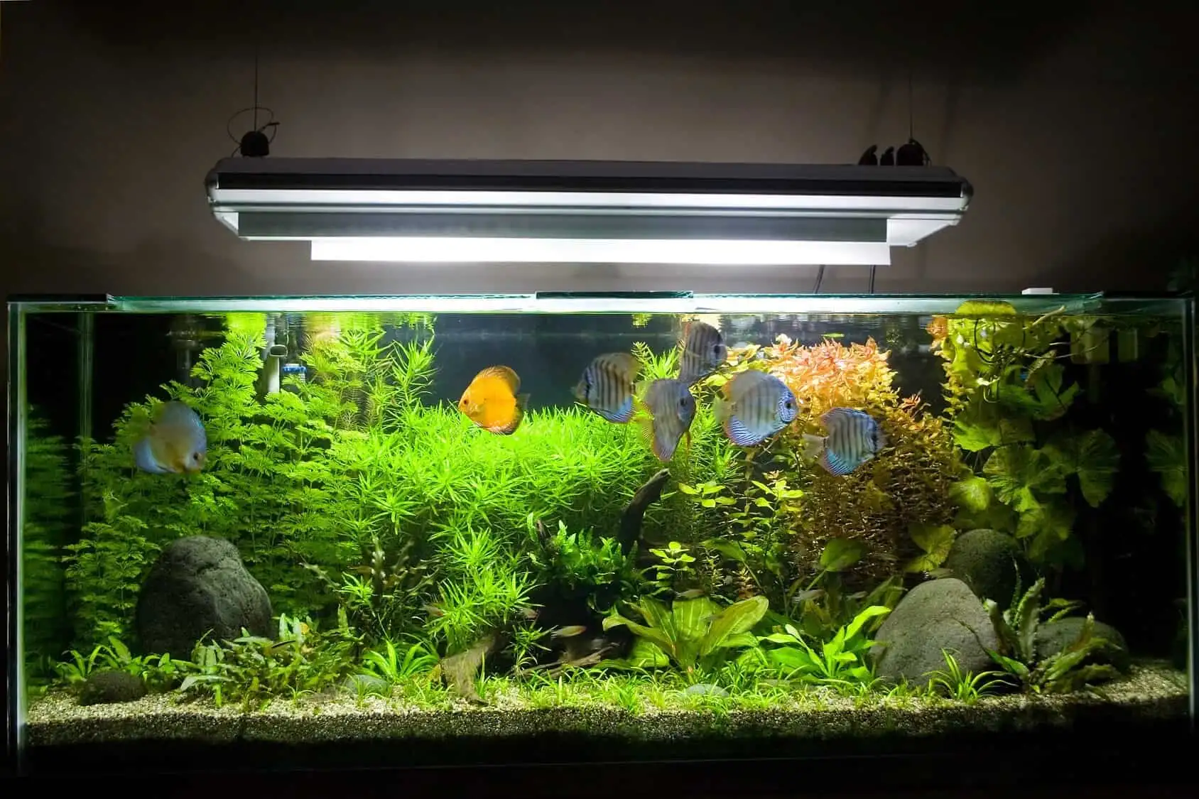 Aquarium UV Sterilizer