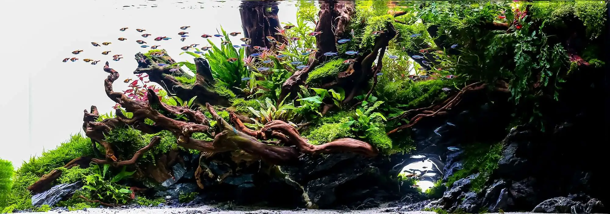 Designer aquascapes: modular vs. naturalistic approaches