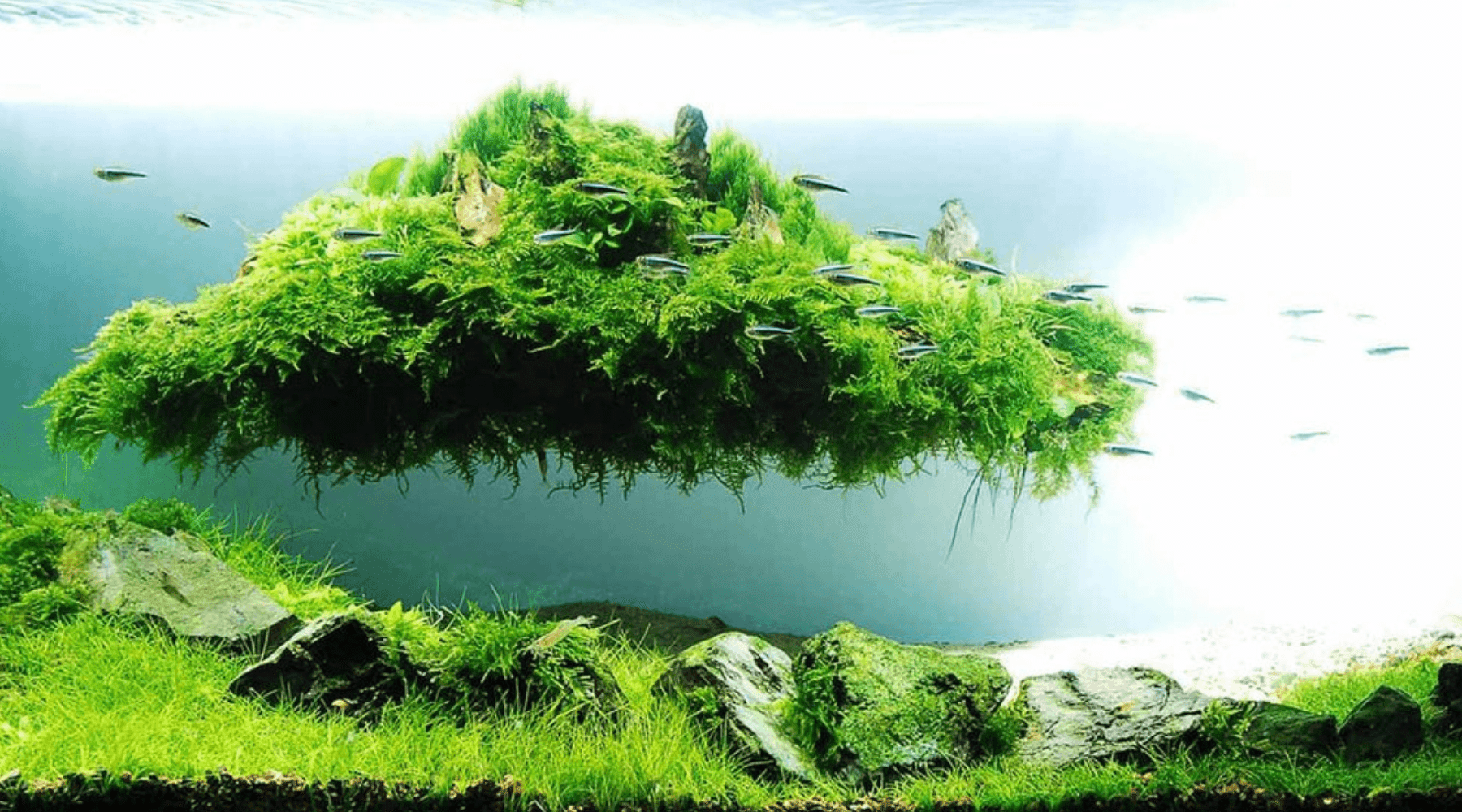 Benefits of aquascaping: enhancing aesthetic and ecosystem balance