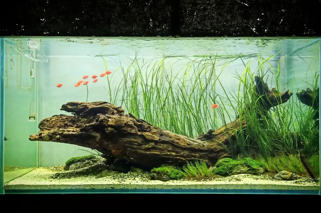 The influence of natural landscapes on aquascaping designs