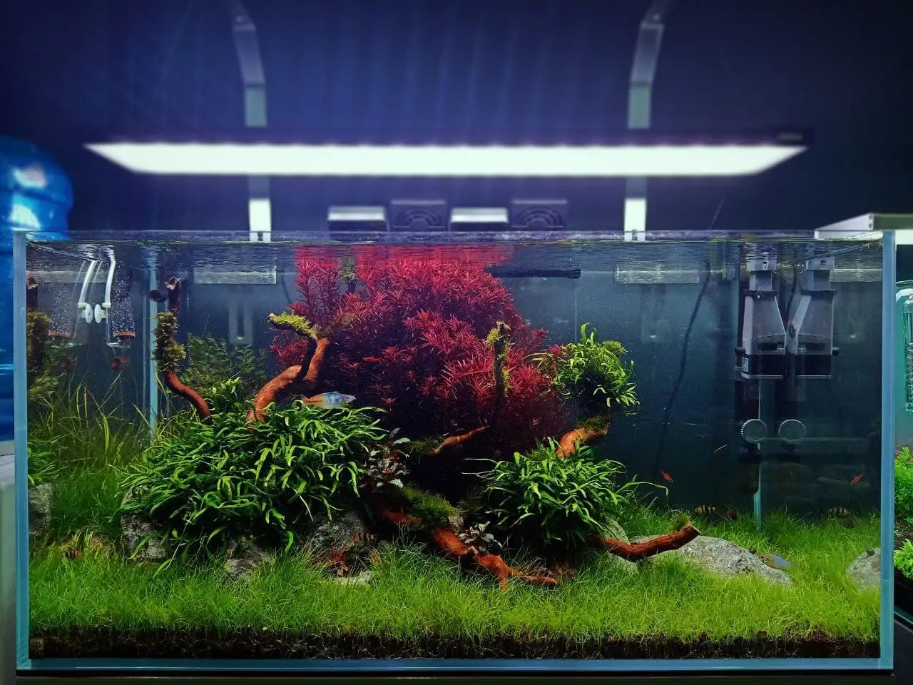 Sustainable practices in aquascaping: eco-friendly techniques