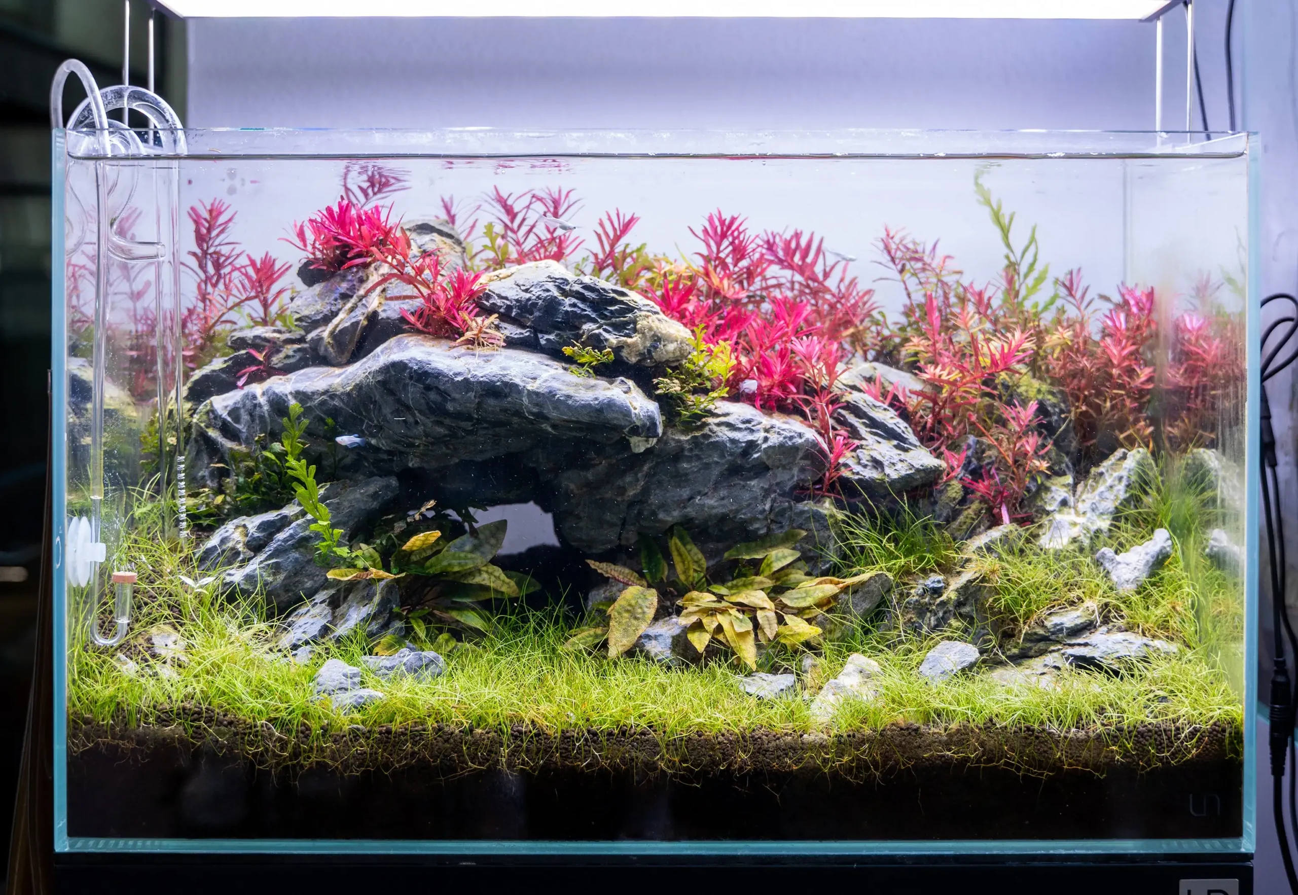 Aquascaping as an art form: understanding its evolution