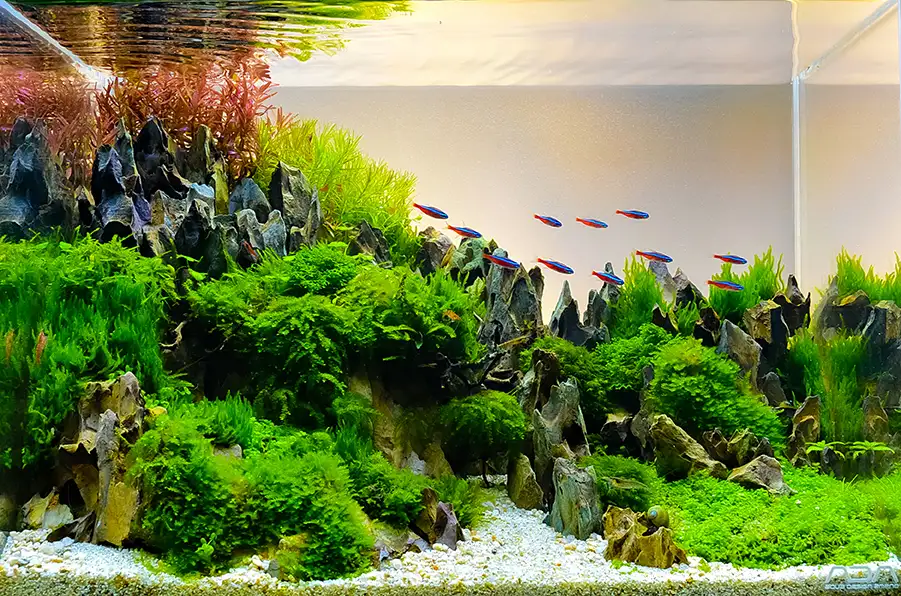 Customization in aquascaping: personalizing your underwater landscape