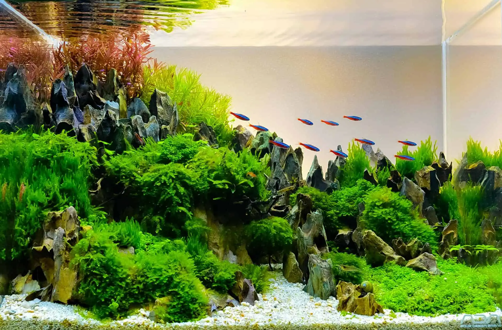 Innovative elements in aquascaping: the role of technology