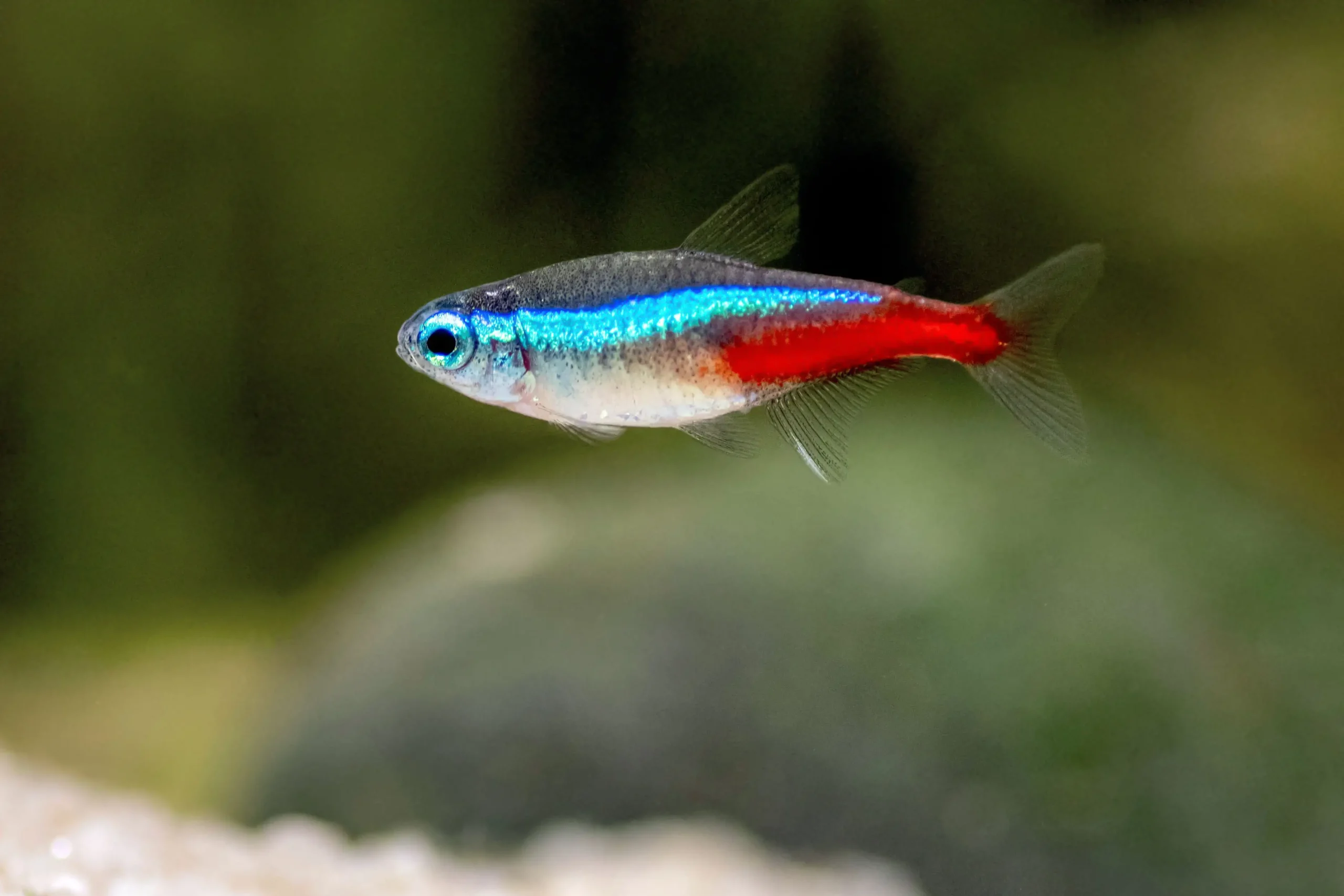 neon tetra paracheirodon 1381835 hero 2cc17d27c90d4215bfe4deeeab03e0a5 scaled