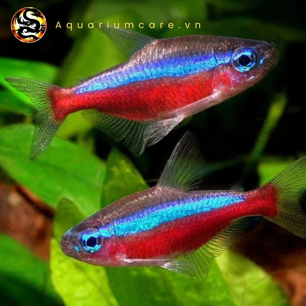 Cá neon (neon tetra) nuôi trong chậu cây cảnh và các loại phù hợp