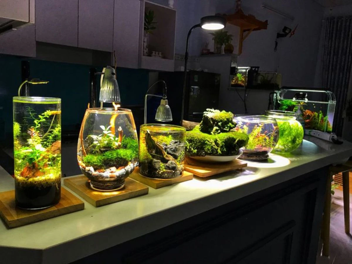 Mini aquariums with lush greenery and a miniature wooden house terrarium illuminated by small lamps