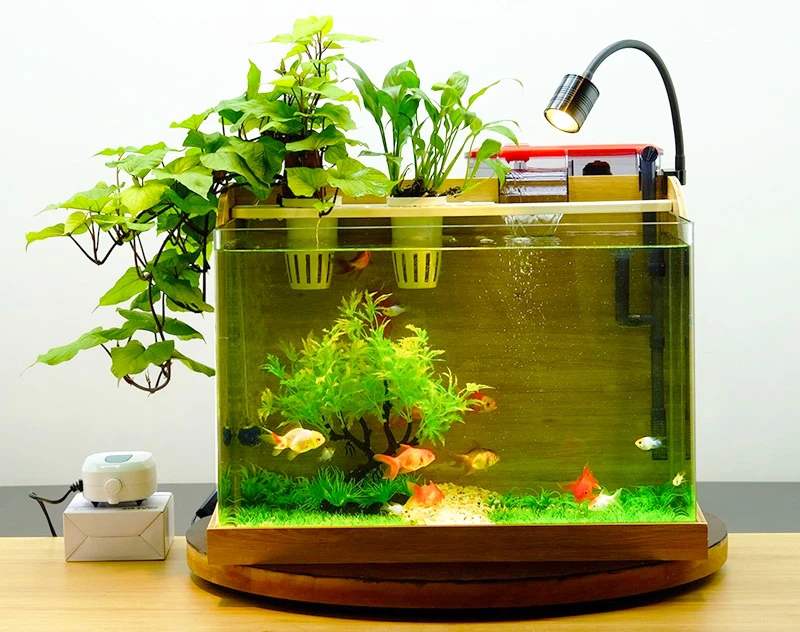 Mini aquatic tank with wooden frame, green plants, and small fish under a spotlight