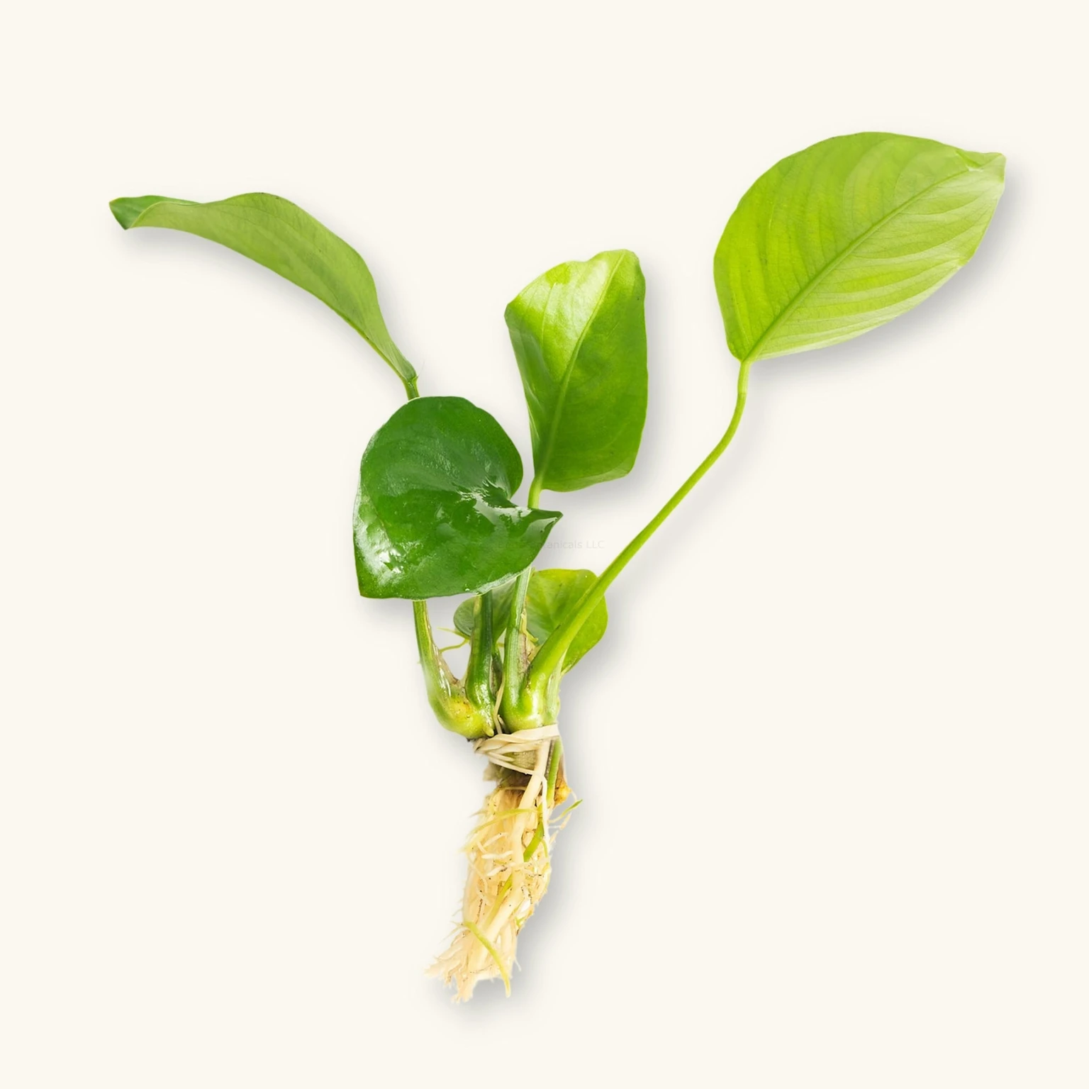 Anubias barteri plant cutting with exposed roots, commonly used as a semi-aquatic plant in aquascaping