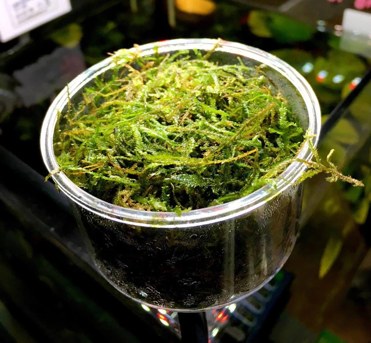 Java moss (Vesicularia dubyana) displayed fresh in a plastic container, a popular semi-aquatic plant used in aquascaping