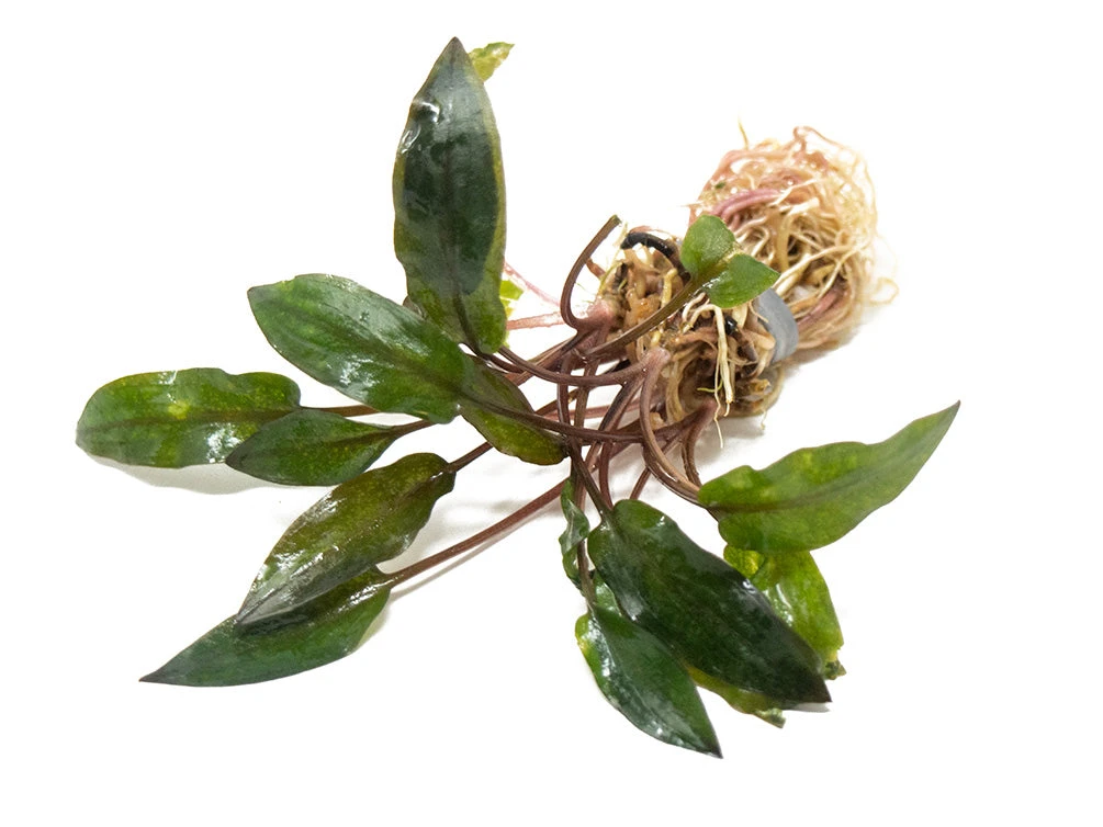 Cryptocoryne wendtii semi-aquatic plant with healthy roots and green leaves, ideal for aquascaping reference