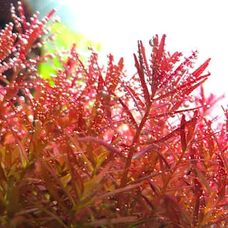 Close-up of Rotala 'Vietnam H'ra', a popular red aquatic plant in aquascaping, showing vibrant foliage and water droplets