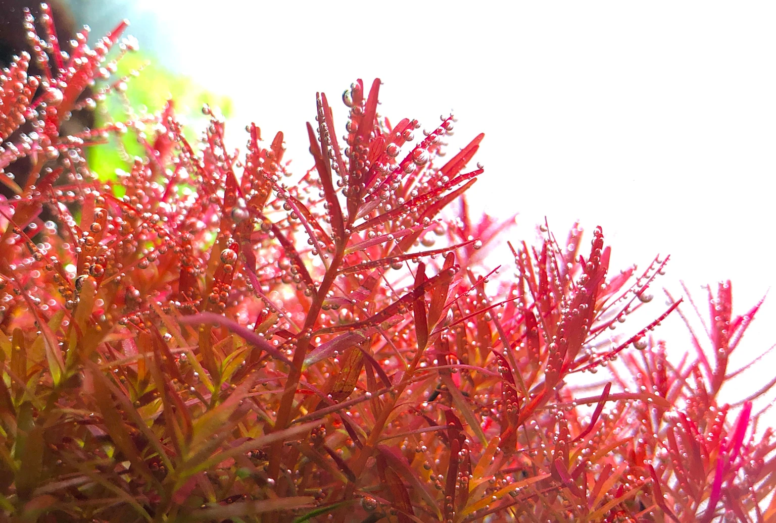 Close-up of Rotala 'Vietnam H'ra', a popular red aquatic plant in aquascaping, showing vibrant foliage and water droplets