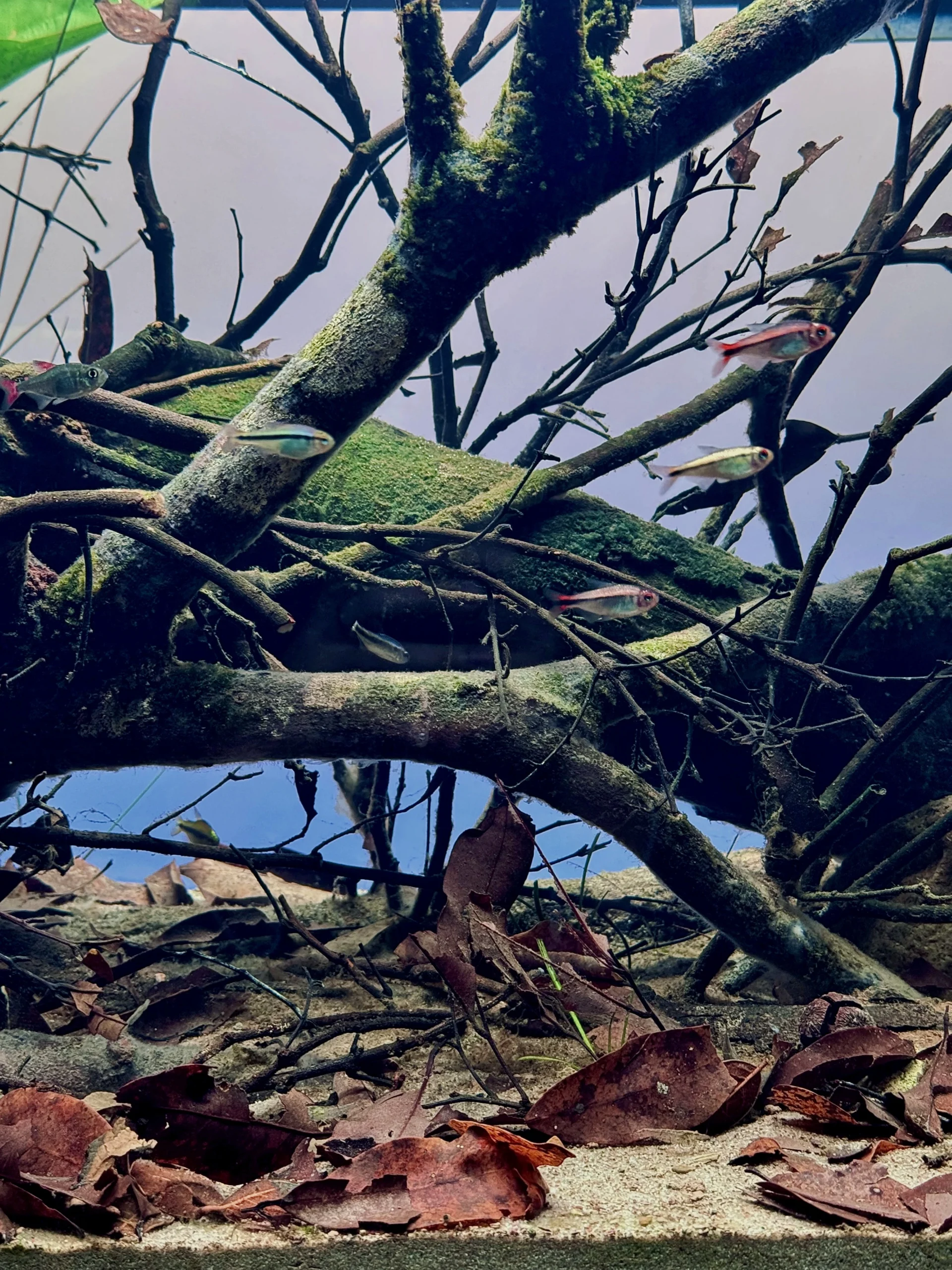 Bể Cá 80x40x40 Cm Cho Đàn Tetra: Hướng Dẫn Thiết Kế Aquascape Rừng Mưa Nam Mỹ Hoàn Hảo