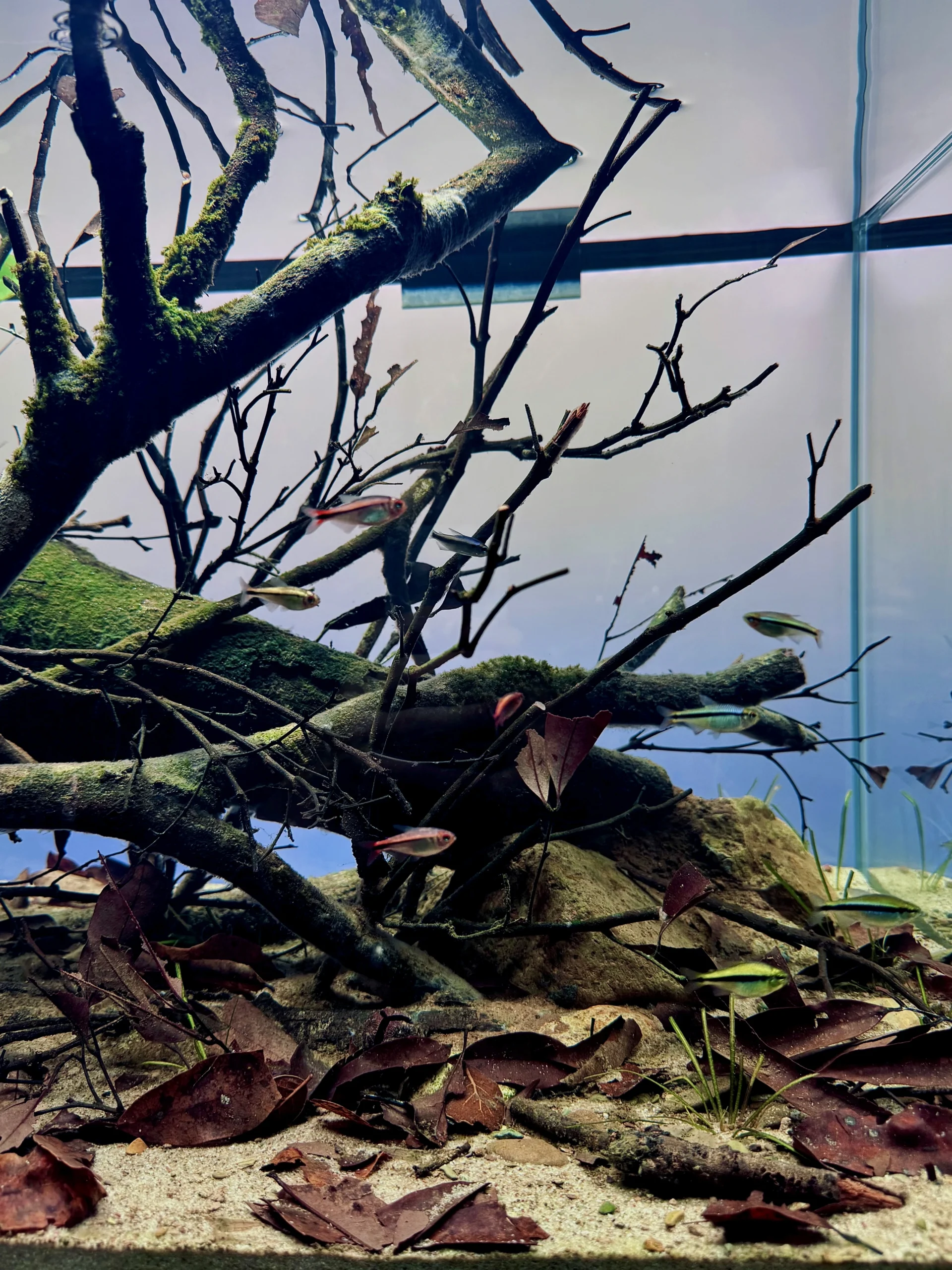 Bể Cá 80x40x40 Cm Cho Đàn Tetra: Hướng Dẫn Thiết Kế Aquascape Rừng Mưa Nam Mỹ Hoàn Hảo