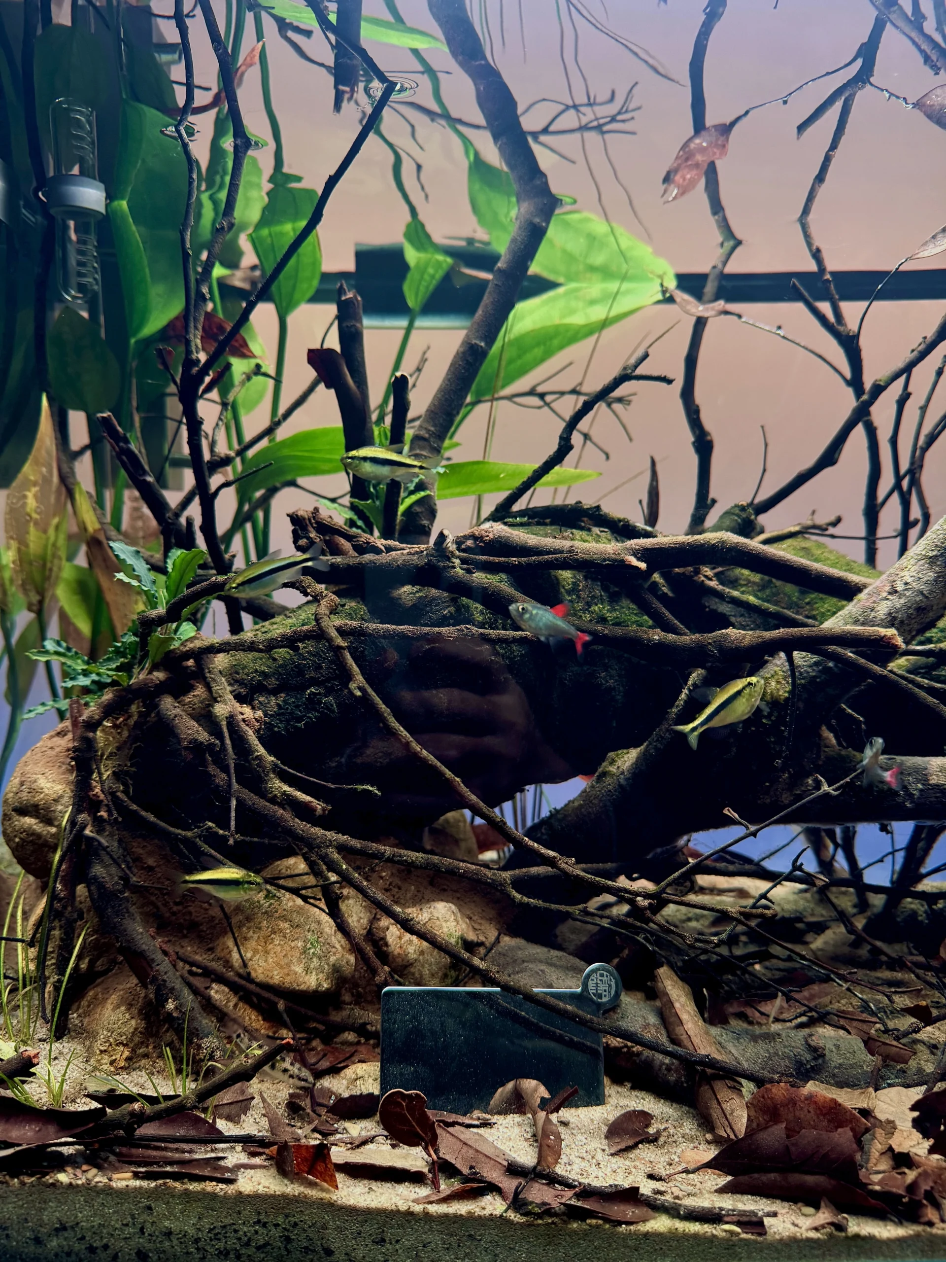 Bể Cá 80x40x40 Cm Cho Đàn Tetra: Hướng Dẫn Thiết Kế Aquascape Rừng Mưa Nam Mỹ Hoàn Hảo