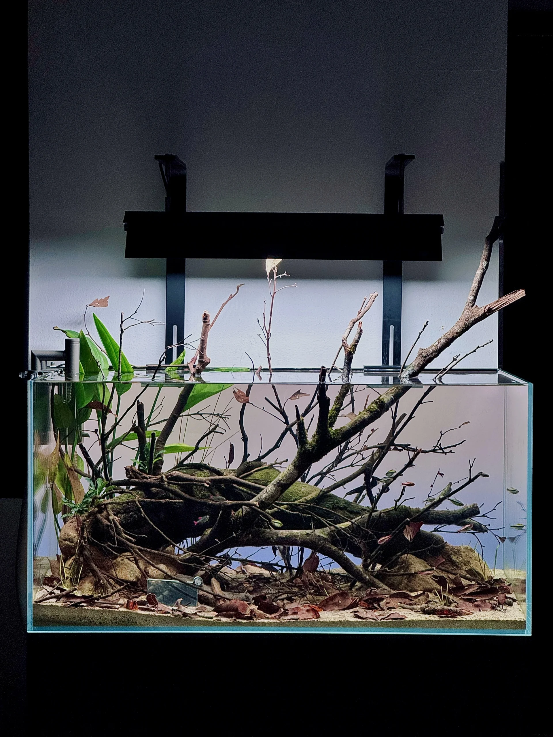 Bể Cá 80x40x40 Cm Cho Đàn Tetra: Hướng Dẫn Thiết Kế Aquascape Rừng Mưa Nam Mỹ Hoàn Hảo