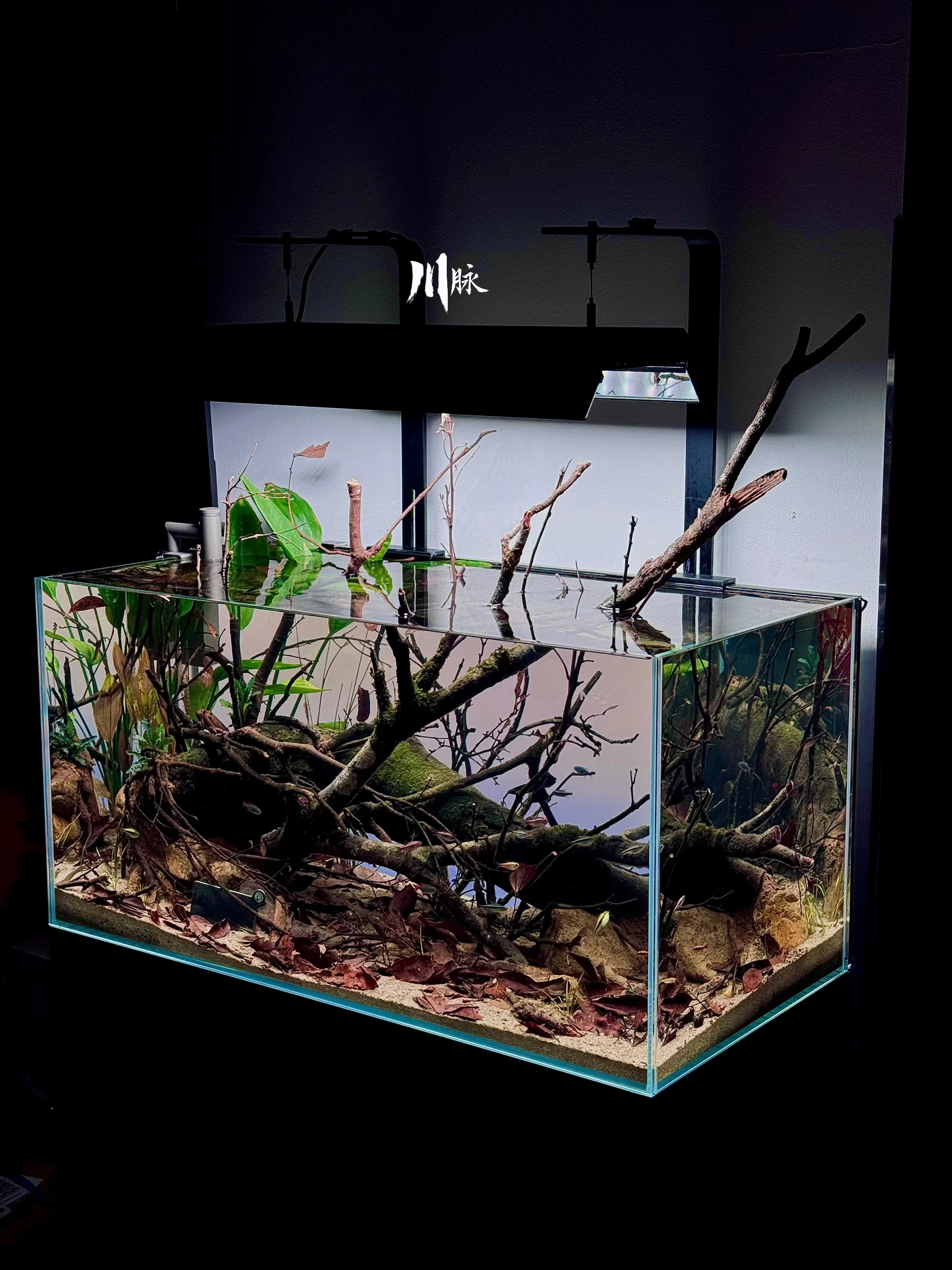 Bể Cá 80x40x40 Cm Cho Đàn Tetra: Hướng Dẫn Thiết Kế Aquascape Rừng Mưa Nam Mỹ Hoàn Hảo