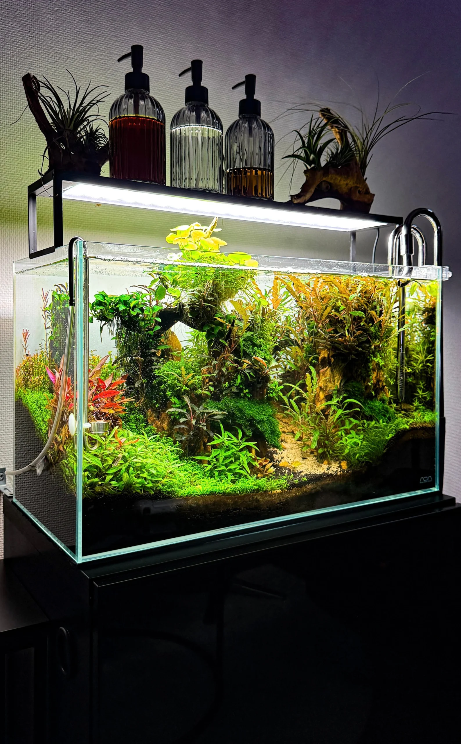 Bể Cá 80x40x40 Cm Cho Đàn Tetra: Hướng Dẫn Thiết Kế Aquascape Rừng Mưa Nam Mỹ Hoàn Hảo