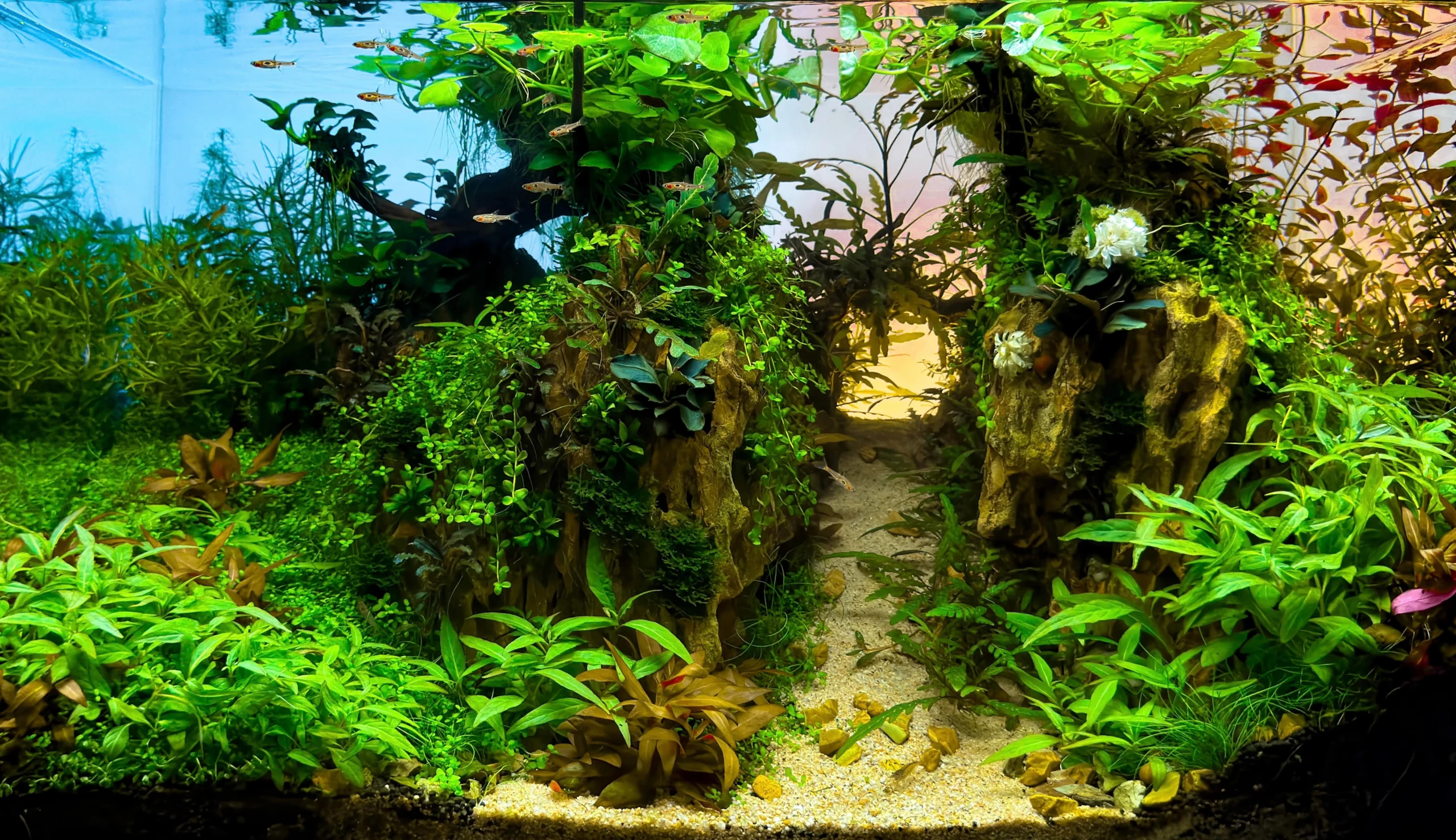Bể Cá 80x40x40 Cm Cho Đàn Tetra: Hướng Dẫn Thiết Kế Aquascape Rừng Mưa Nam Mỹ Hoàn Hảo