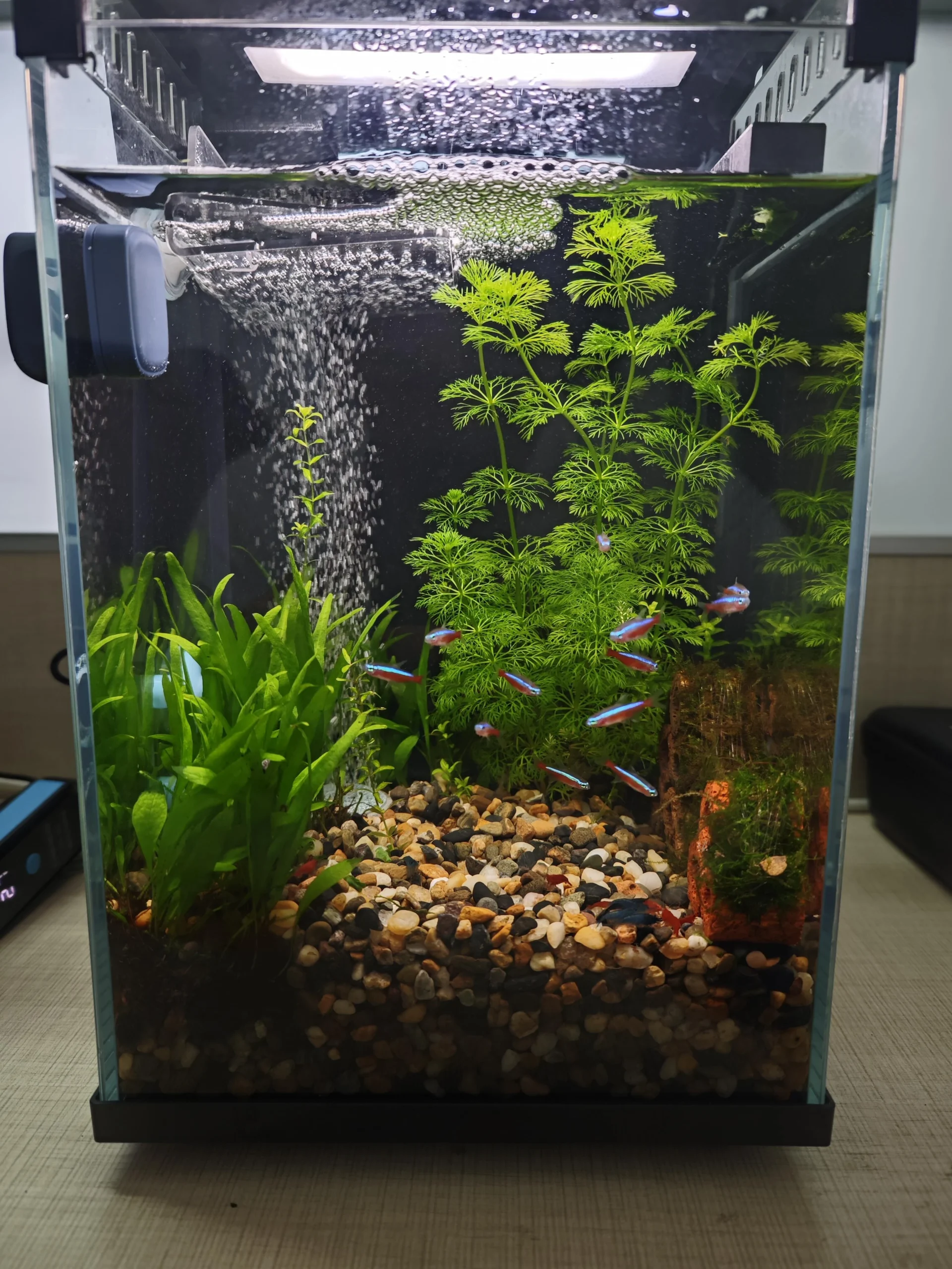 Bể cá để bàn văn phòng cho người mới: kinh nghiệm setup bể mini nuôi cá Neon và tép Blue Dream Fire Red 5 Bể cá để bàn văn phòng cho người mới: kinh nghiệm setup bể mini nuôi cá Neon và tép Blue Dream Fire Red