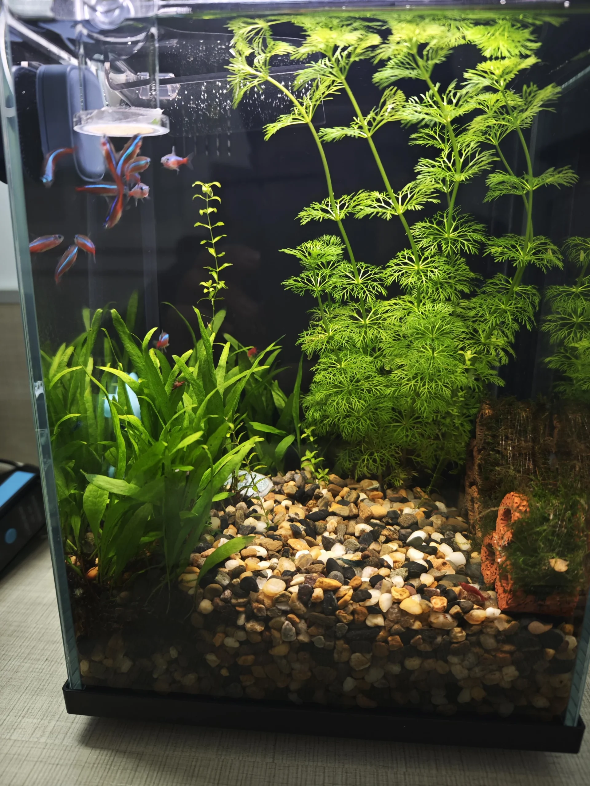 Bể cá để bàn văn phòng cho người mới: kinh nghiệm setup bể mini nuôi cá Neon và tép Blue Dream Fire Red 2 Bể cá để bàn văn phòng cho người mới: kinh nghiệm setup bể mini nuôi cá Neon và tép Blue Dream Fire Red