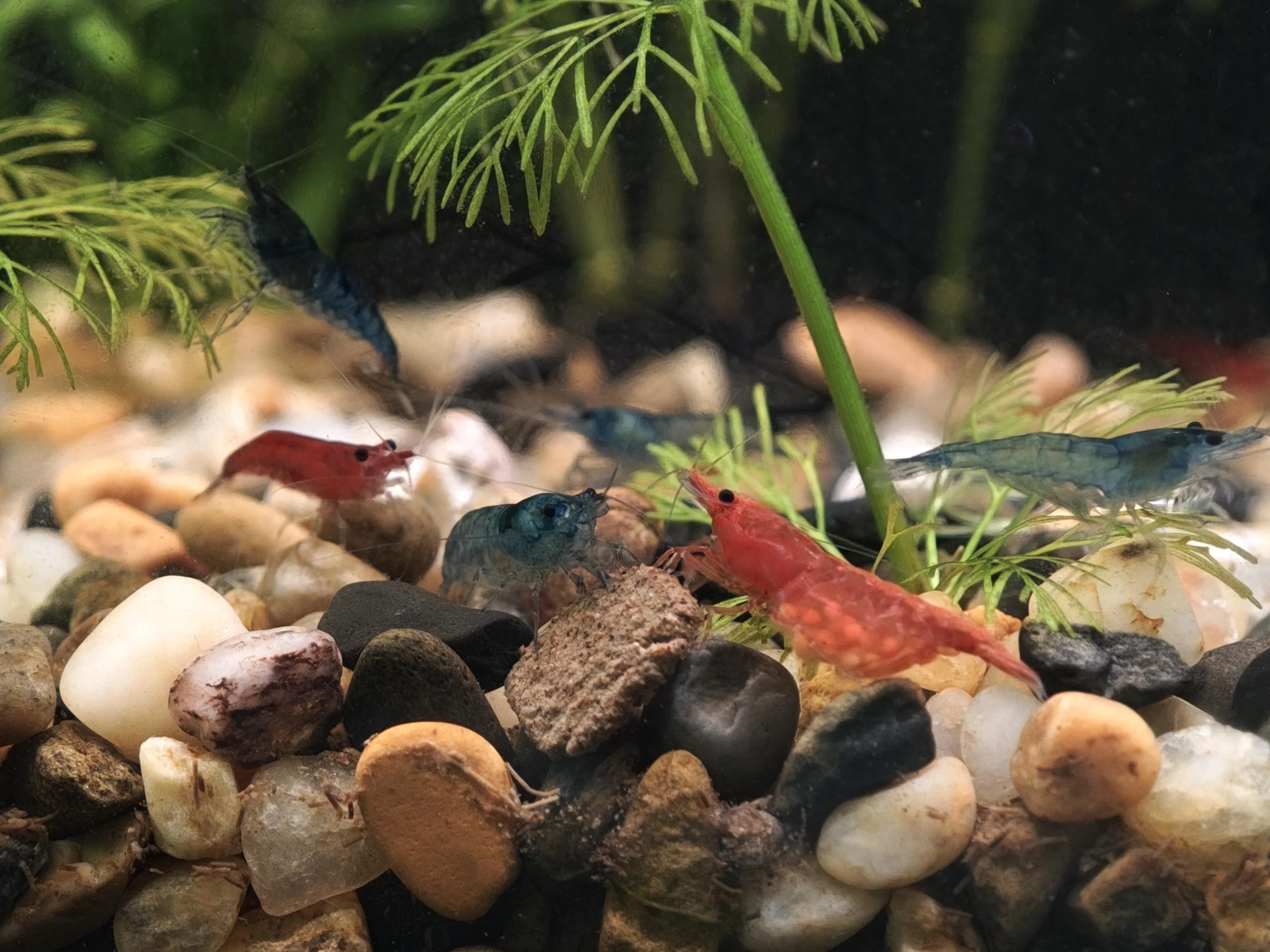 Bể cá để bàn văn phòng cho người mới: kinh nghiệm setup bể mini nuôi cá Neon và tép Blue Dream Fire Red 3 Bể cá để bàn văn phòng cho người mới: kinh nghiệm setup bể mini nuôi cá Neon và tép Blue Dream Fire Red