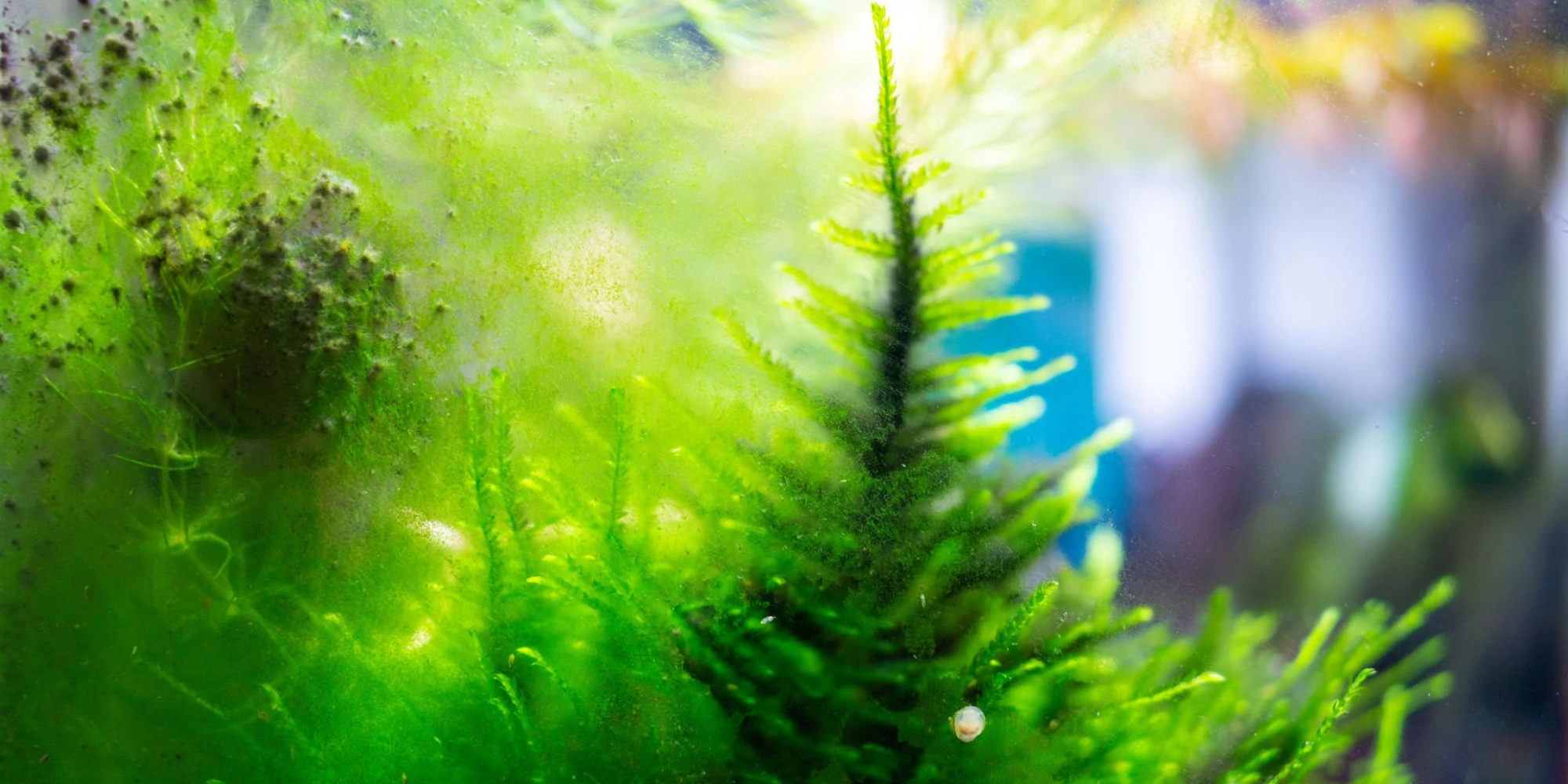 Bể cá có cần đèn diệt khuẩn không? Tìm hiểu về đèn UV diệt khuẩn và thời điểm sử dụng 3 be ca co can den diet khuan khong tim hieu ve den uv diet khuan va thoi diem su dung 1