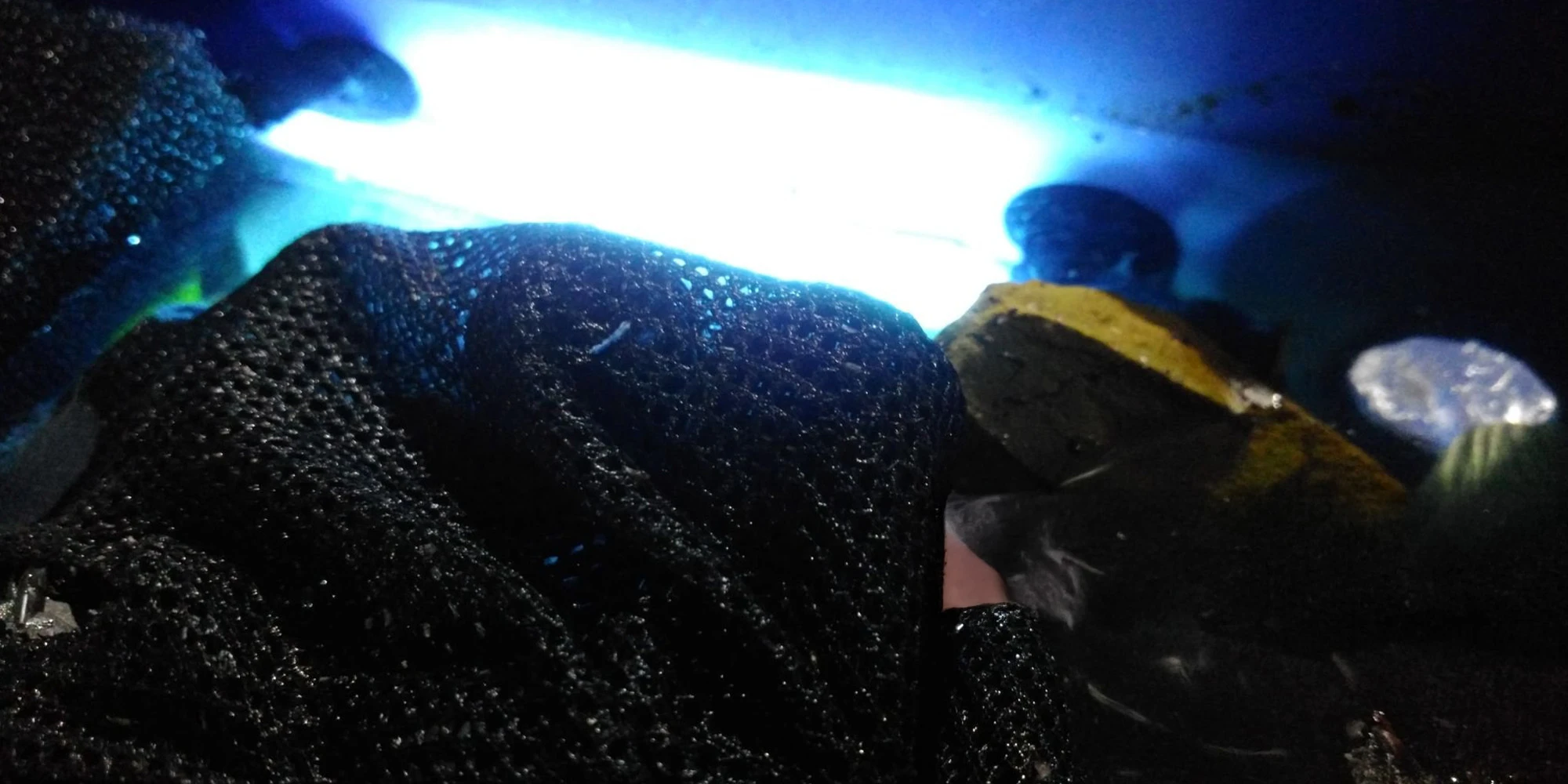 Bể cá có cần đèn diệt khuẩn không? Tìm hiểu về đèn UV diệt khuẩn và thời điểm sử dụng 4 be ca co can den diet khuan khong tim hieu ve den uv diet khuan va thoi diem su dung 2