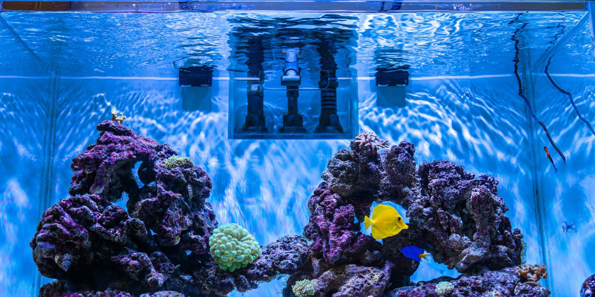 Bể cá có cần đèn diệt khuẩn không? Tìm hiểu về đèn UV diệt khuẩn và thời điểm sử dụng 5 be ca co can den diet khuan khong tim hieu ve den uv diet khuan va thoi diem su dung 3