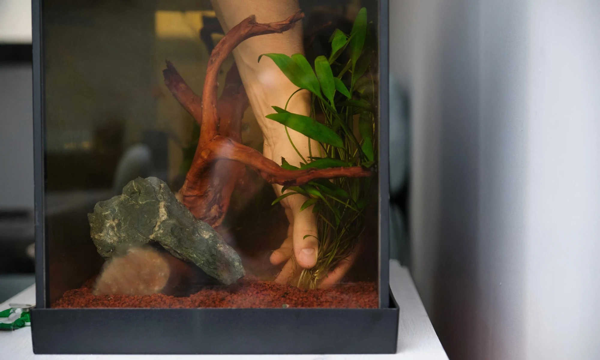 Hướng Dẫn Tạo Cảnh Thủy Sinh Cho Người Mới Bắt Đầu 3 Hình ảnh minh họa