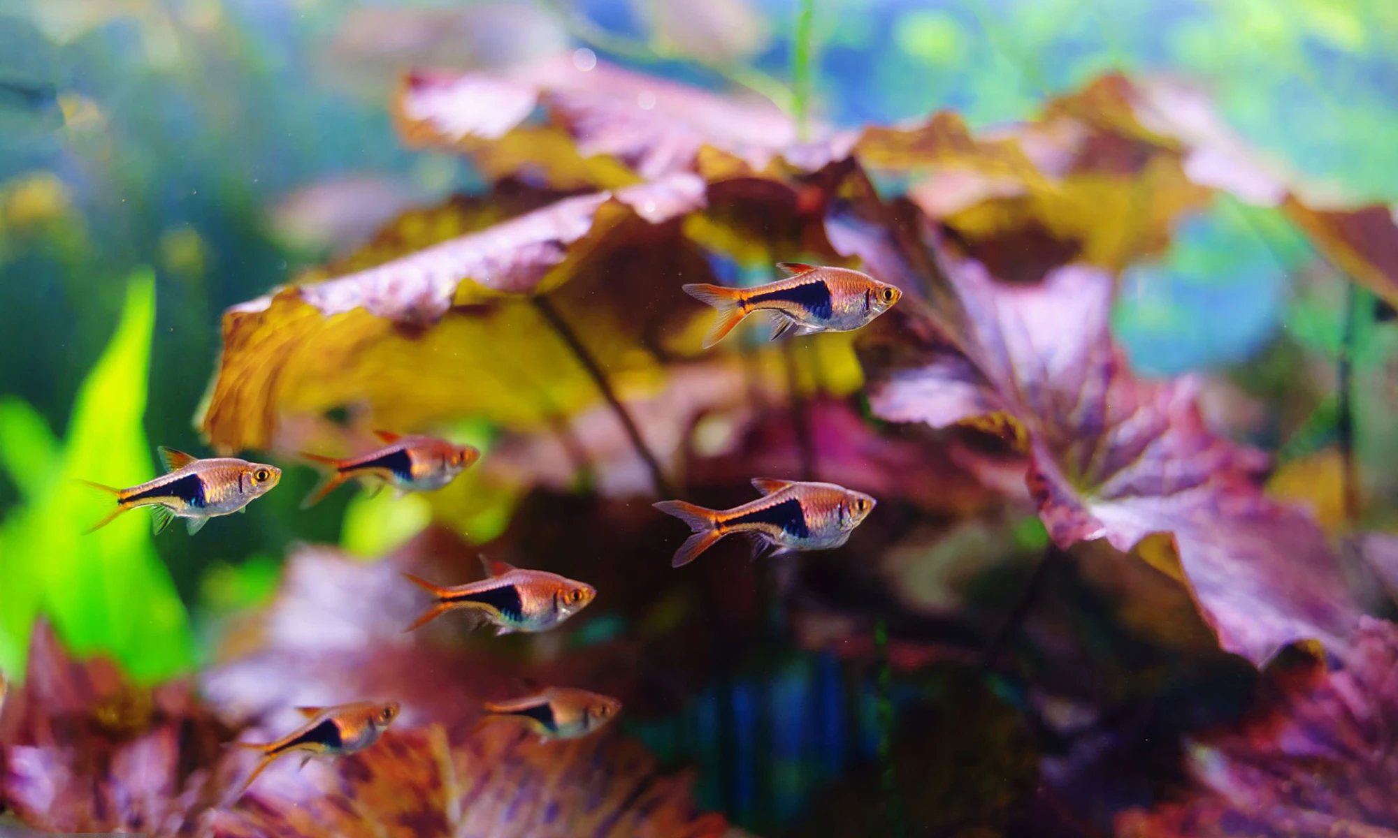 Hướng Dẫn Tạo Cảnh Thủy Sinh Cho Người Mới Bắt Đầu 4 Hình ảnh minh họa