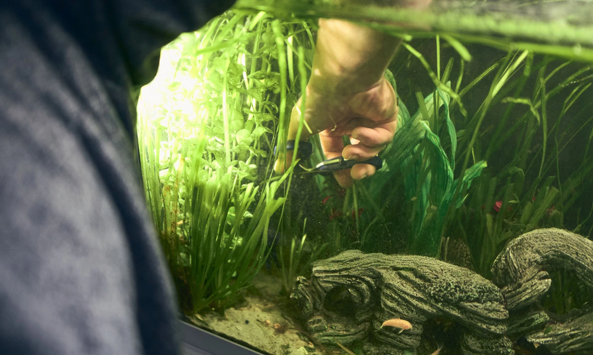 Hướng Dẫn Tạo Cảnh Thủy Sinh Cho Người Mới Bắt Đầu 5 Hình ảnh minh họa