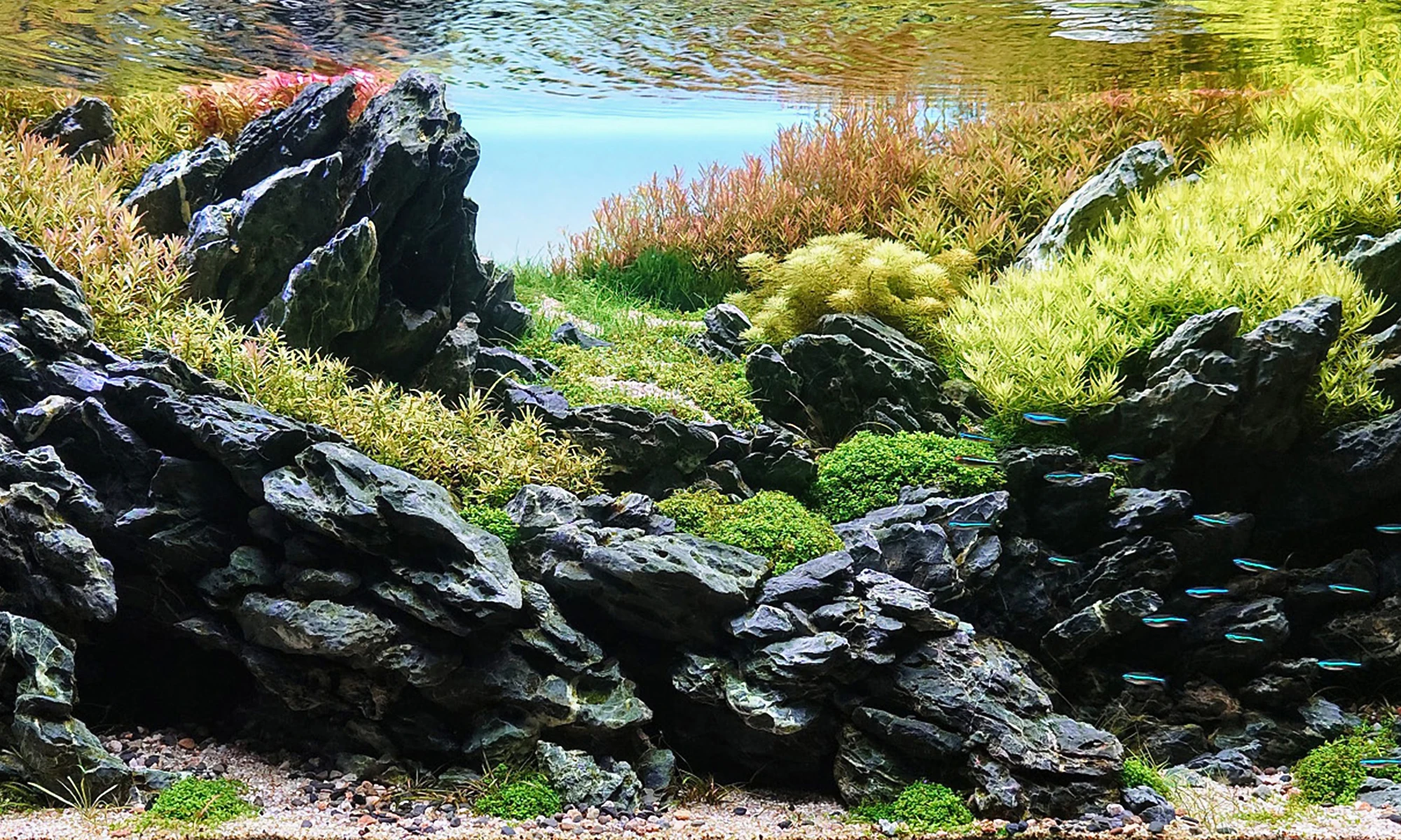 Hướng Dẫn Tạo Cảnh Thủy Sinh Cho Người Mới Bắt Đầu 6 hinh-nguon-1