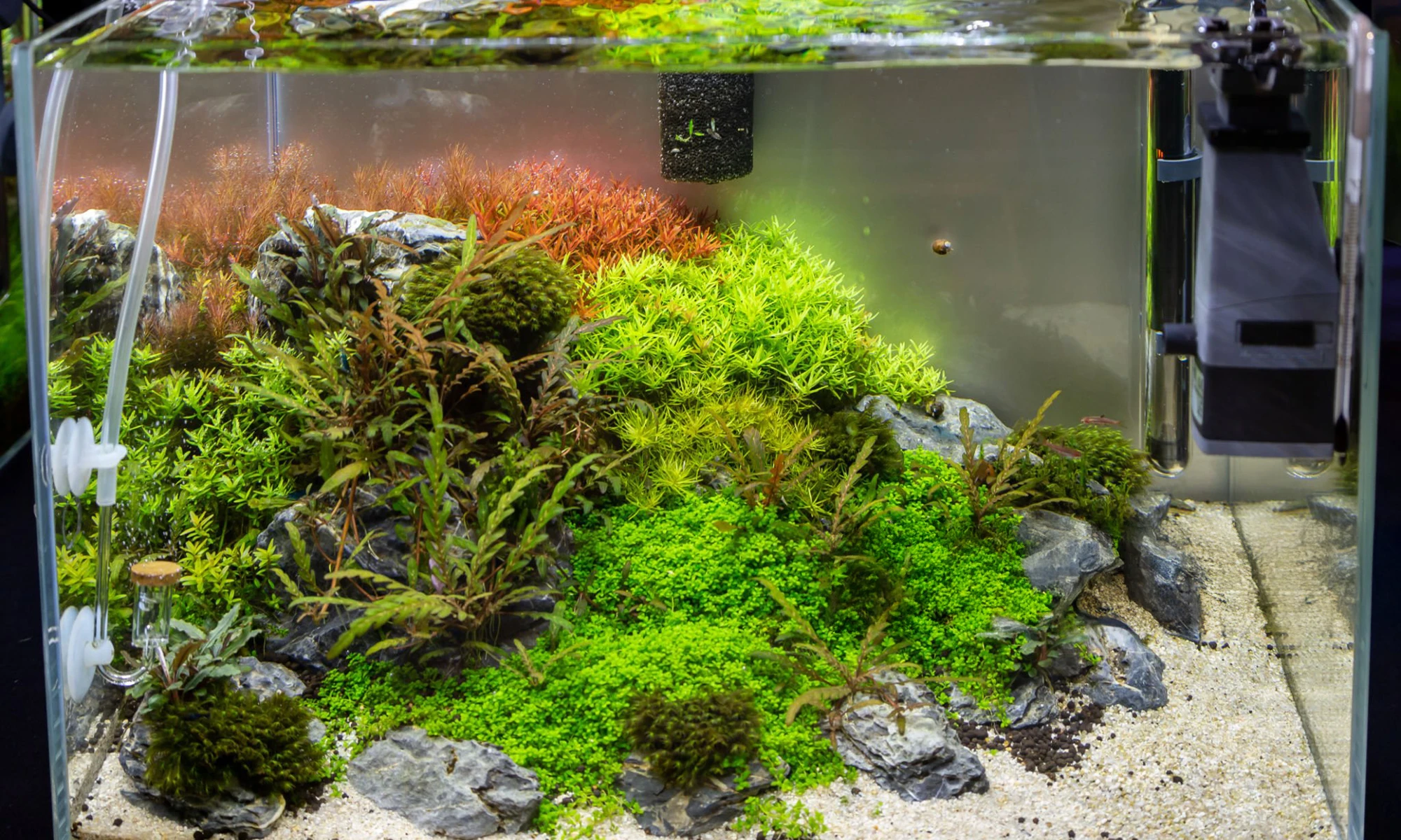 Hướng Dẫn Tạo Cảnh Thủy Sinh Cho Người Mới Bắt Đầu 7 huong dan tao canh thuy sinh cho nguoi moi bat dau 5