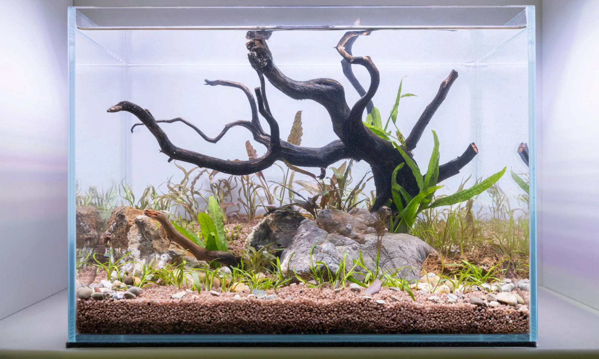 Hướng Dẫn Tạo Cảnh Thủy Sinh Cho Người Mới Bắt Đầu 2 Hình ảnh minh họa
