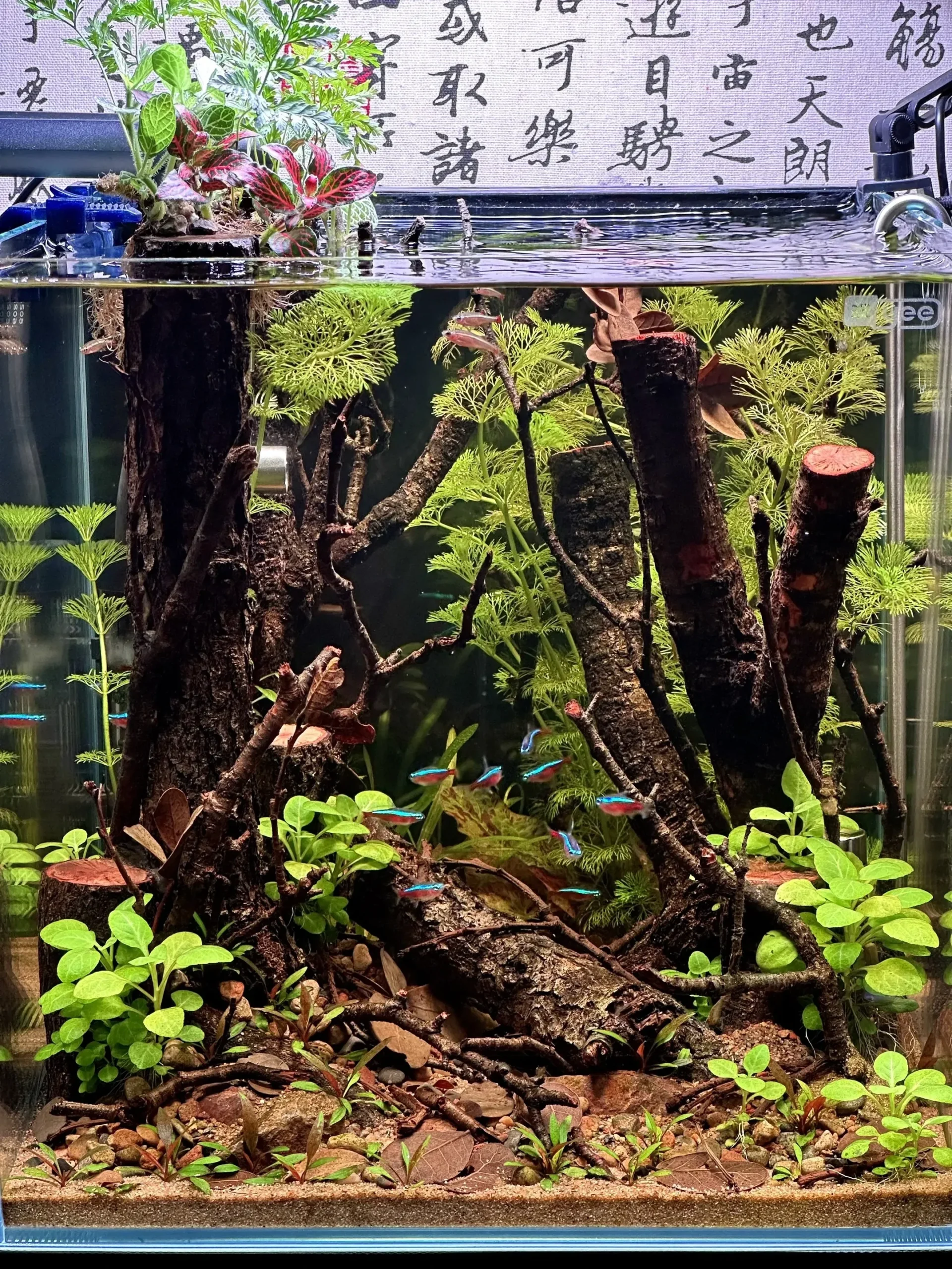 Hướng dẫn setup bể thủy sinh bố cục gỗ: Bí quyết cây phát triển đúng form 9 Hướng dẫn setup bể thủy sinh bố cục gỗ: Bí quyết cây phát triển đúng form