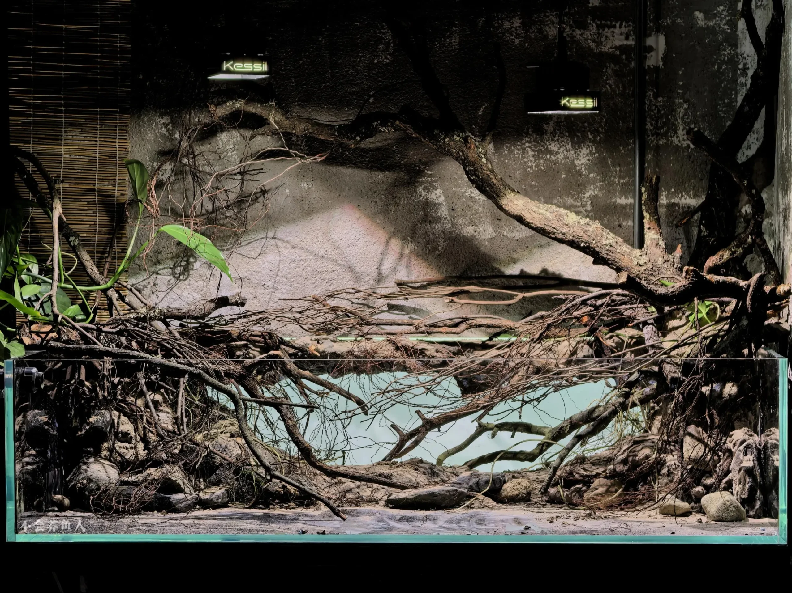 Hướng Dẫn Setup Hồ Thủy Sinh Phong Cách Bờ Sông Nam Mỹ Cực Đỉnh 4 Lưu nháp tự động