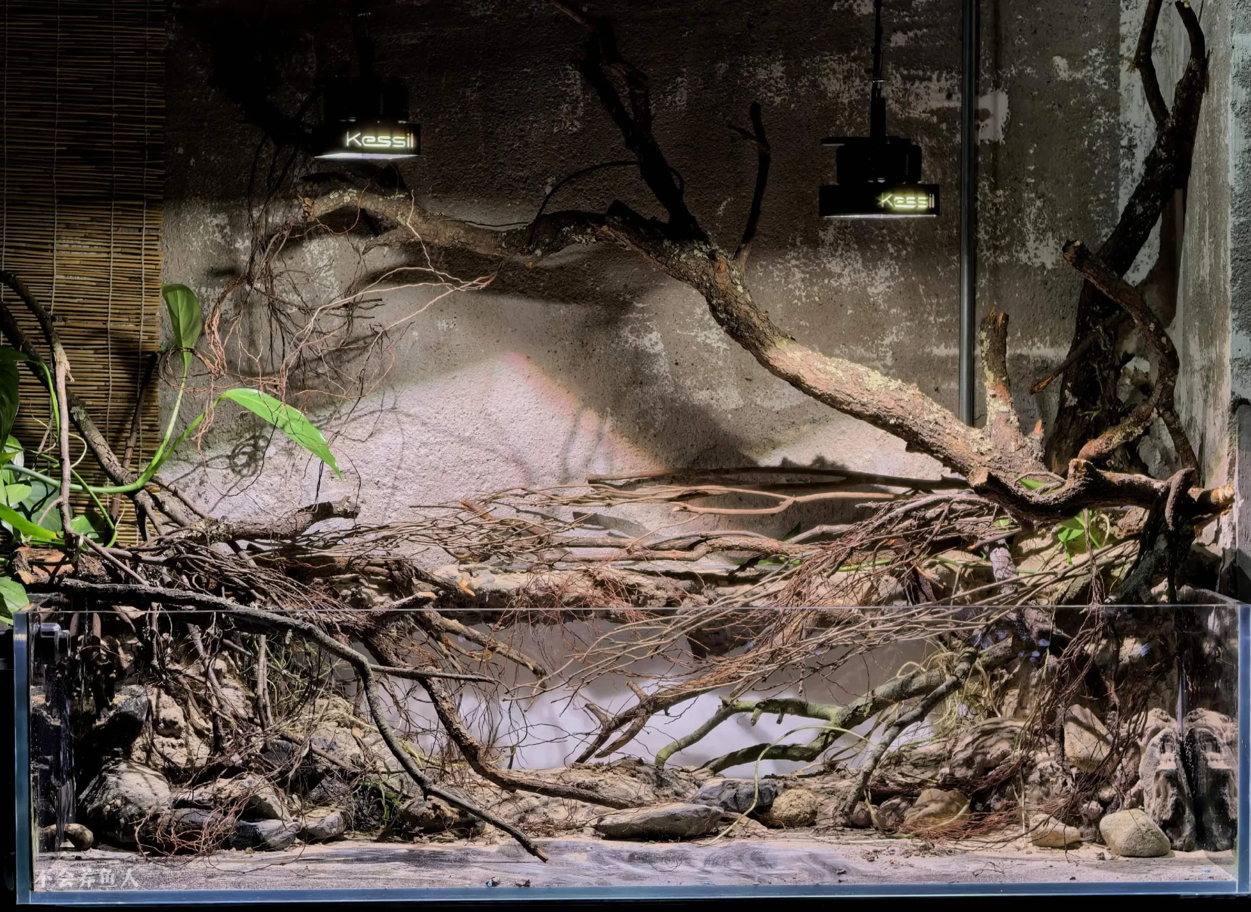 Hướng Dẫn Setup Hồ Thủy Sinh Phong Cách Bờ Sông Nam Mỹ Cực Đỉnh 8 Hướng Dẫn Setup Hồ Thủy Sinh Phong Cách Bờ Sông Nam Mỹ Cực Đỉnh