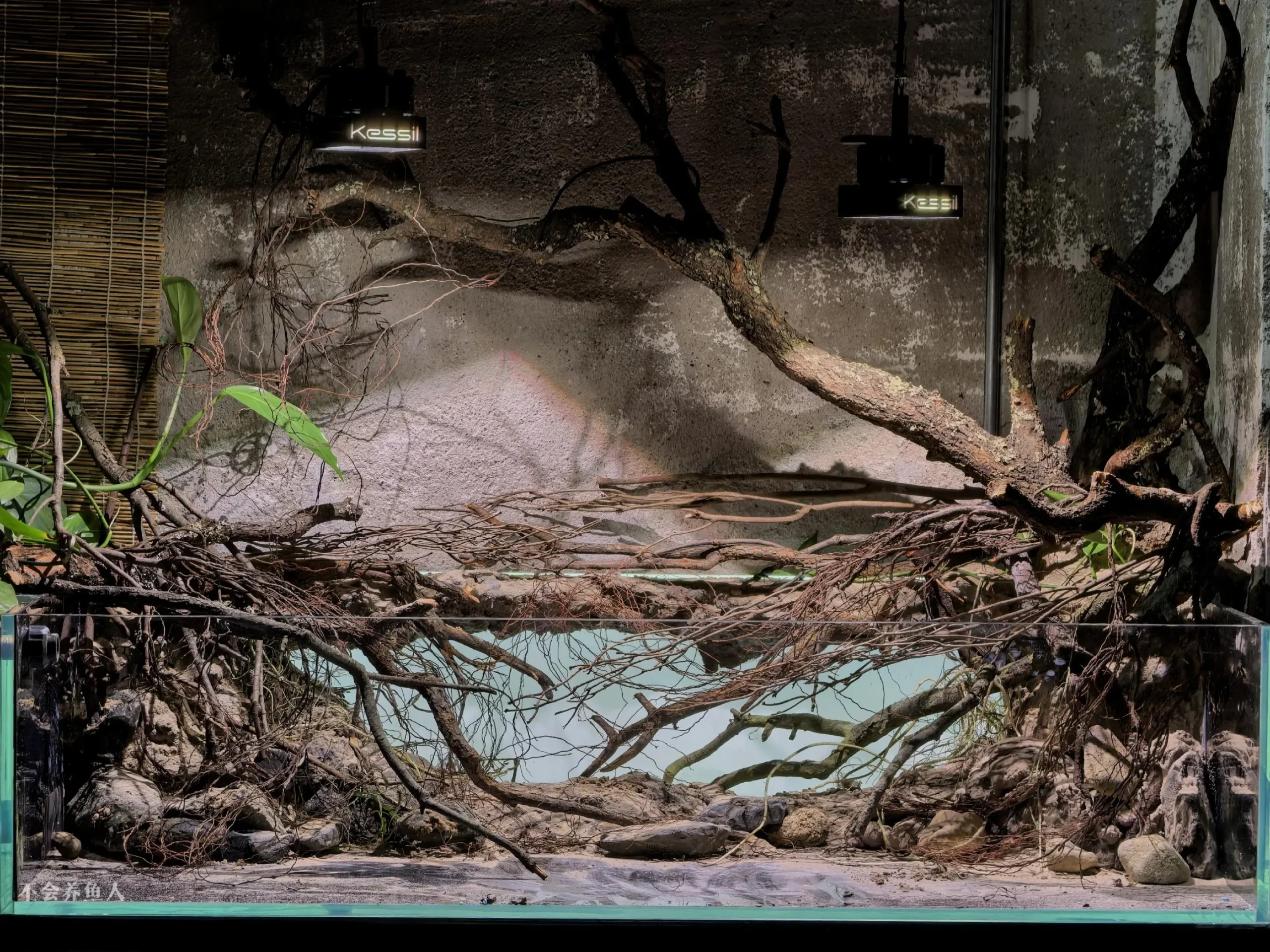 Hướng Dẫn Setup Hồ Thủy Sinh Phong Cách Bờ Sông Nam Mỹ Cực Đỉnh 6 Hướng Dẫn Setup Hồ Thủy Sinh Phong Cách Bờ Sông Nam Mỹ Cực Đỉnh