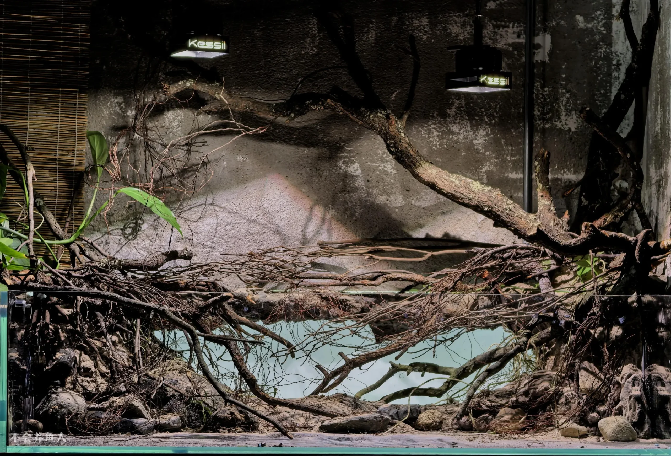 Hướng Dẫn Setup Hồ Thủy Sinh Phong Cách Bờ Sông Nam Mỹ Cực Đỉnh 3 Lưu nháp tự động