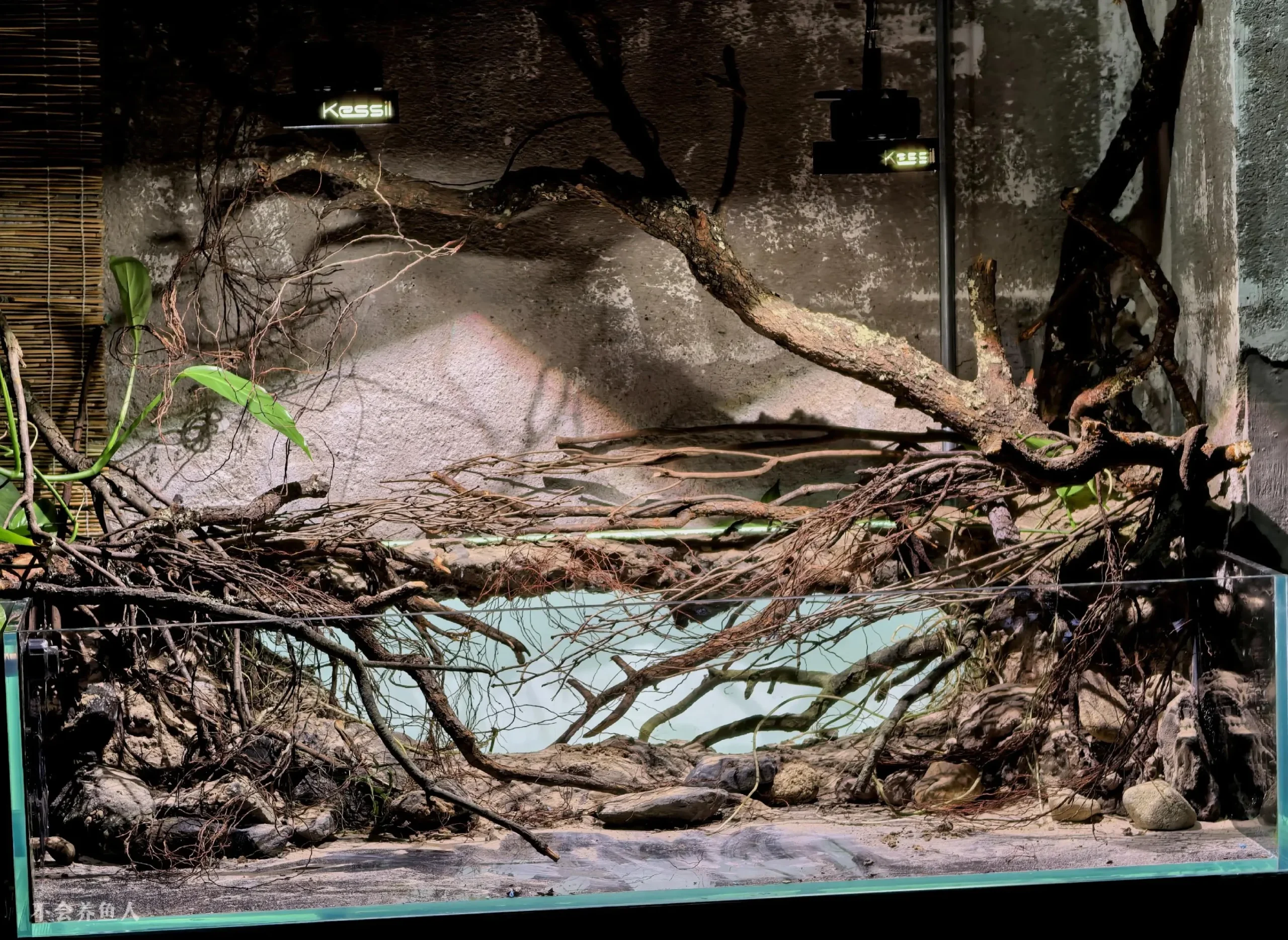 Hướng Dẫn Setup Hồ Thủy Sinh Phong Cách Bờ Sông Nam Mỹ Cực Đỉnh 5 Hướng Dẫn Setup Hồ Thủy Sinh Phong Cách Bờ Sông Nam Mỹ Cực Đỉnh