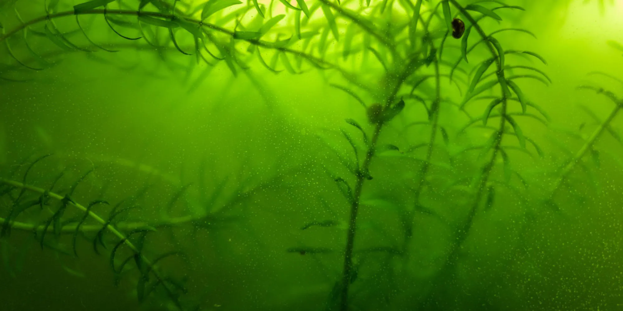 Bể cá có cần đèn diệt khuẩn không? Tìm hiểu về đèn UV diệt khuẩn và thời điểm sử dụng 1 original 1