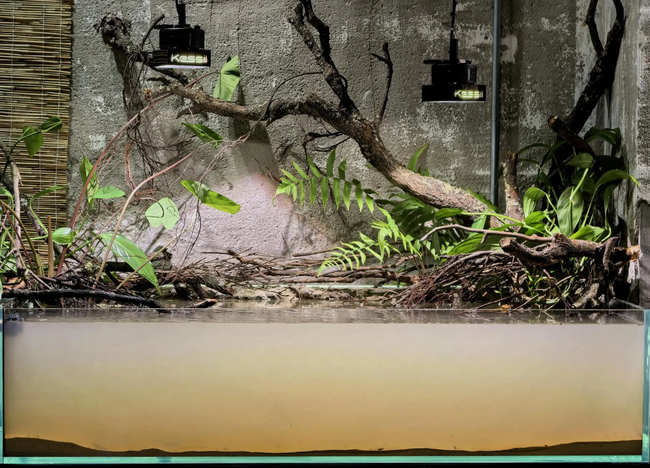 Hướng Dẫn Setup Hồ Thủy Sinh Phong Cách Bờ Sông Nam Mỹ Cực Đỉnh 2 Lưu nháp tự động