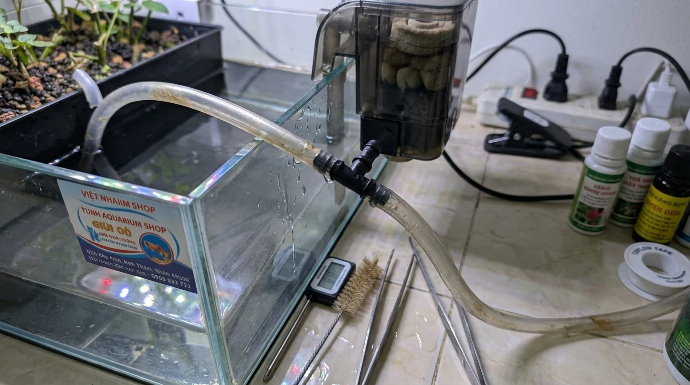 Cận cảnh rễ cây hồng mini Hime Otome trồng thủy canh trên bể cá đang được kiểm tra xử lý sự cố